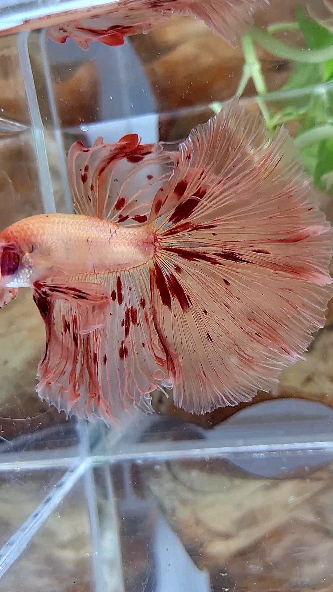 XL HALFMOON OVER ROSETAIL ARMAGEDDON BETTA FISH