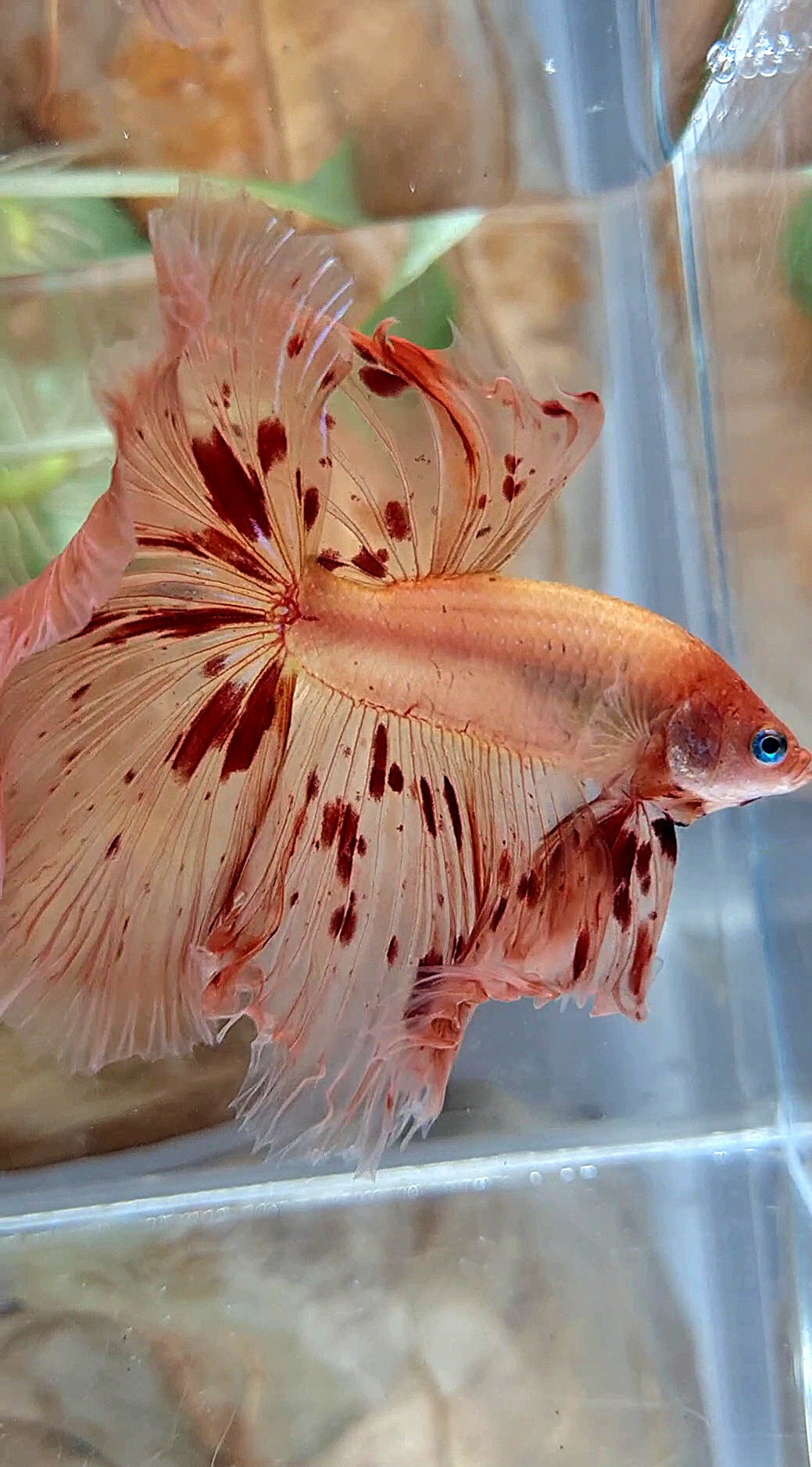 XL HALFMOON OVER ROSETAIL ARMAGEDDON BETTA FISH