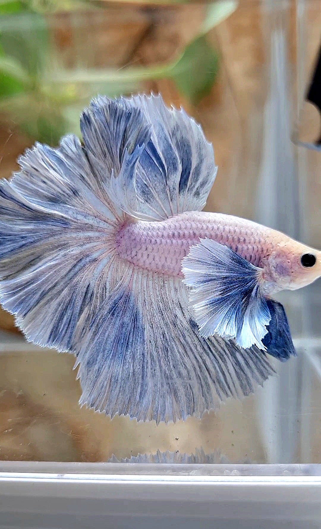HALFMOON SUPER DUMBO EAR ROSETAIL BLUE GRIZZLE BETTA FISH