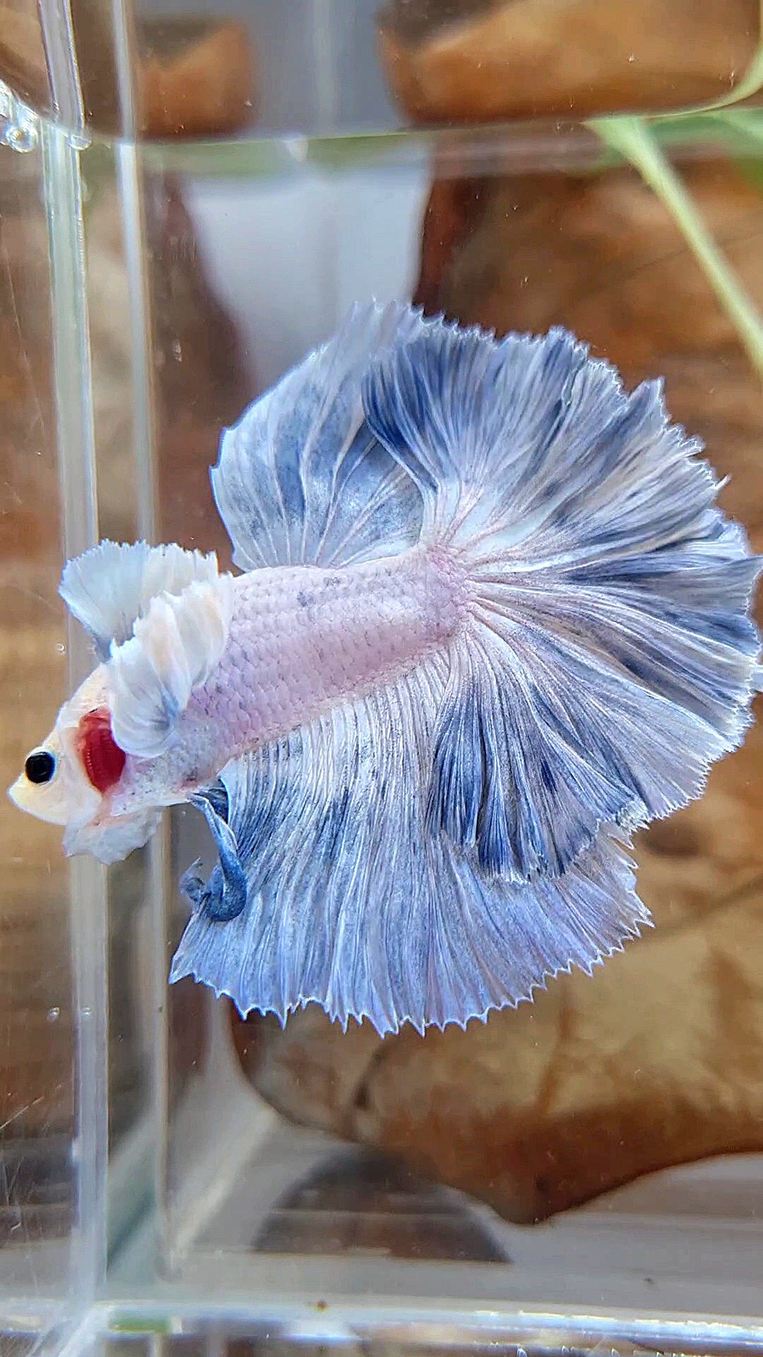 HALFMOON SUPER DUMBO EAR ROSETAIL BLUE GRIZZLE BETTA FISH