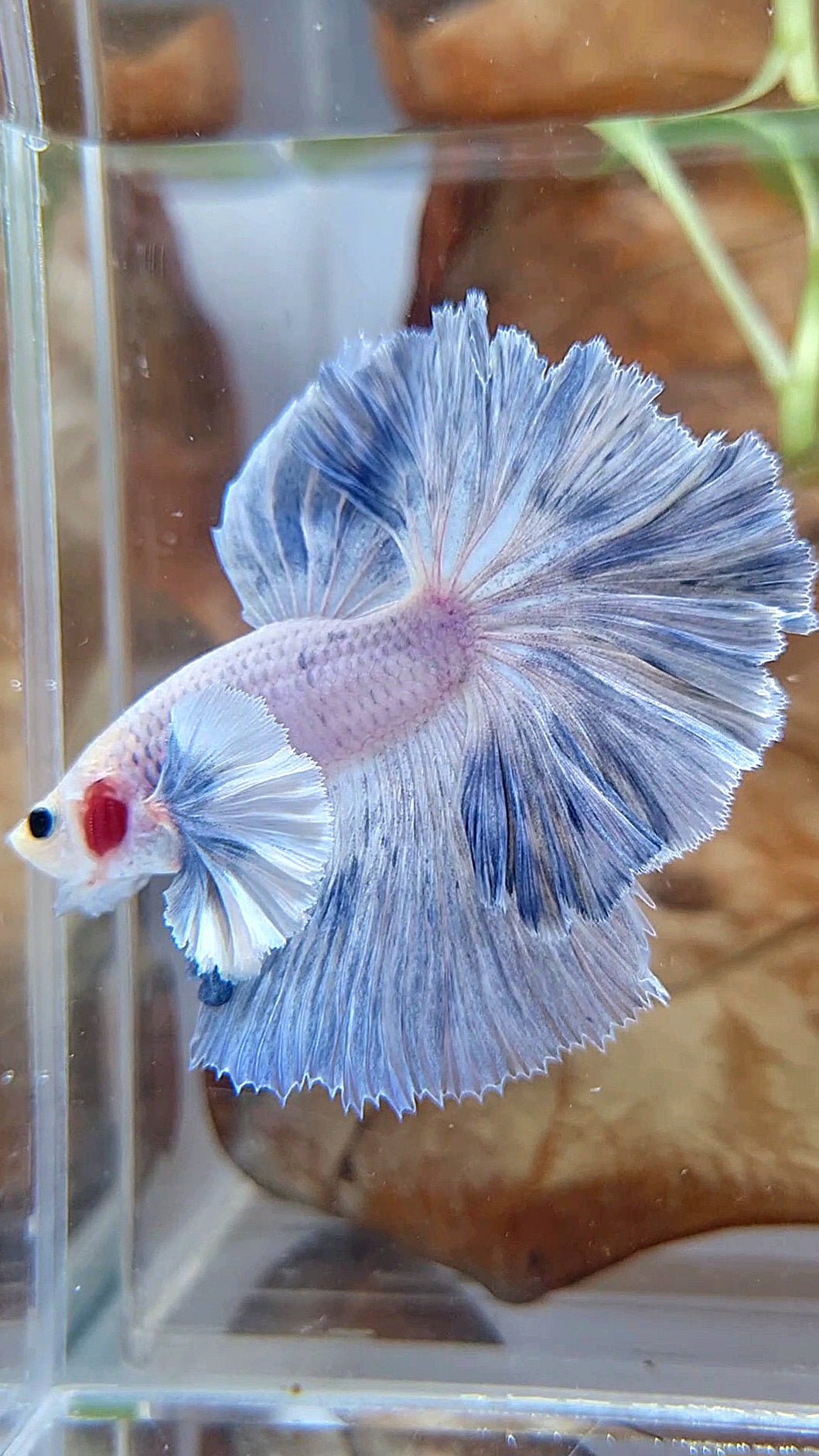 HALFMOON SUPER DUMBO EAR ROSETAIL BLUE GRIZZLE BETTA FISH