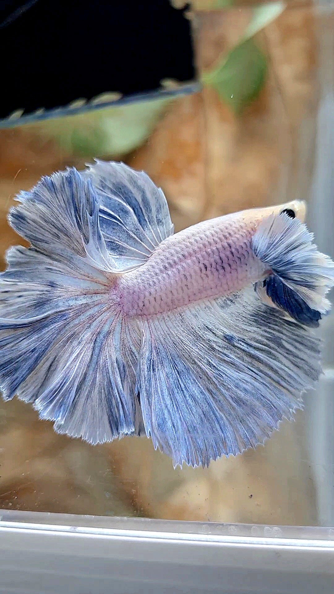 HALFMOON SUPER DUMBO EAR ROSETAIL BLUE GRIZZLE BETTA FISH