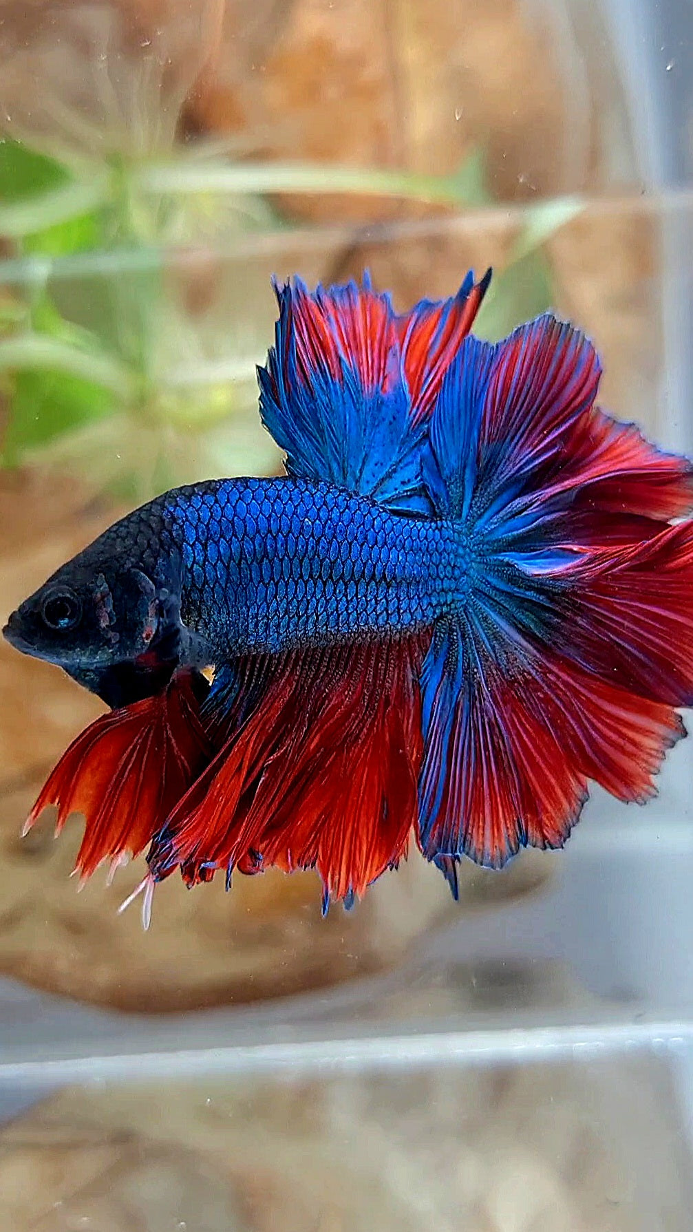 KING ROSETAIL HALFMOON BLUE RED BETTA FISH