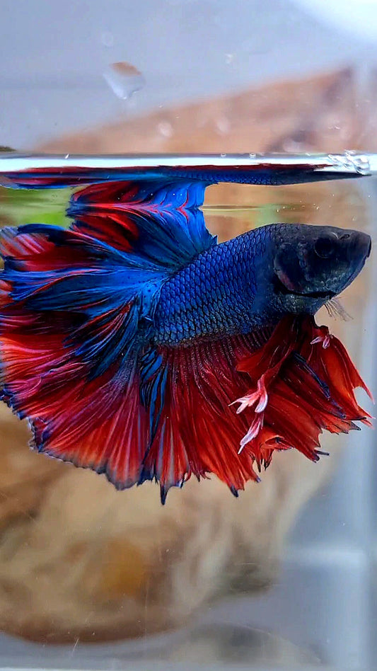 KING ROSETAIL HALFMOON BLUE RED BETTA FISH