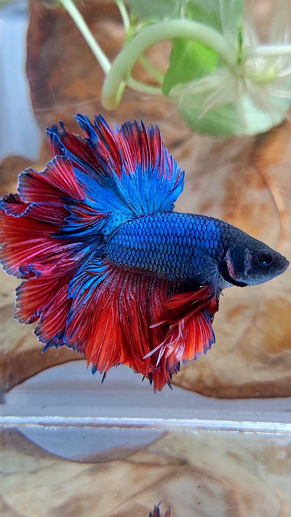 KING ROSETAIL HALFMOON BLUE RED BETTA FISH