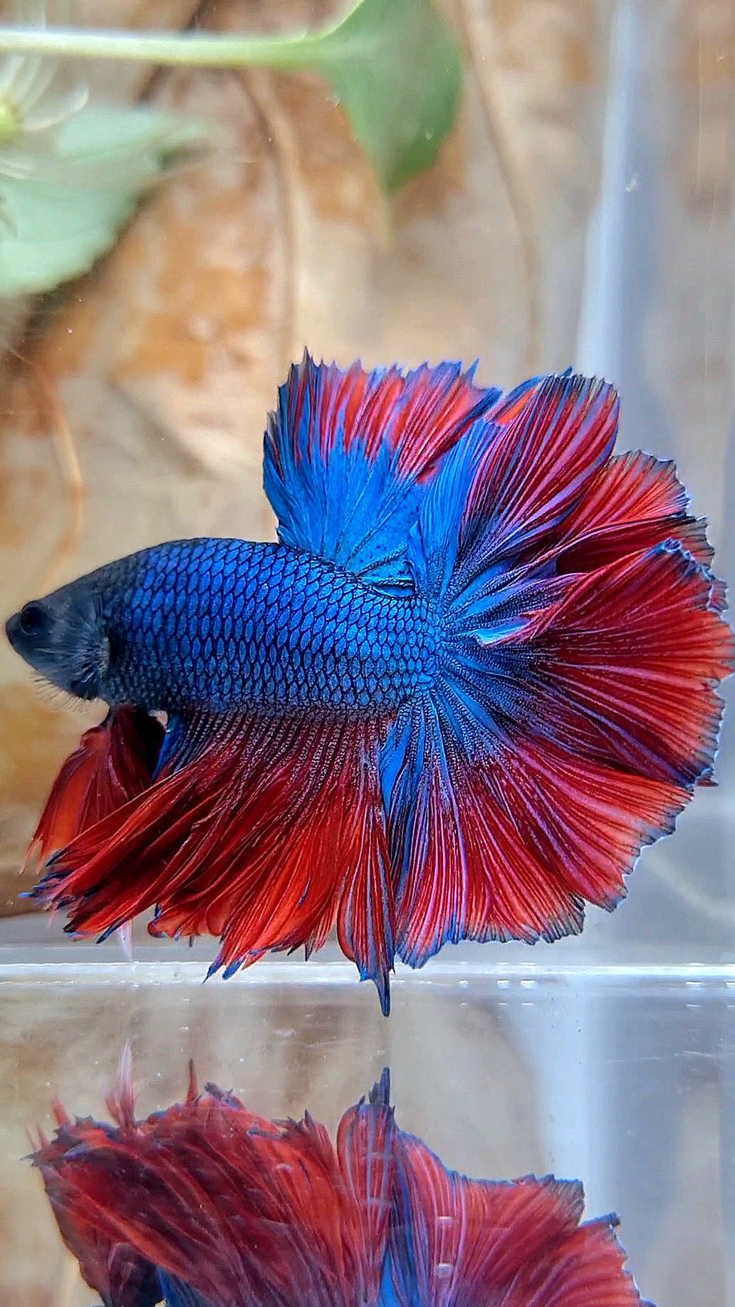 KING ROSETAIL HALFMOON BLUE RED BETTA FISH