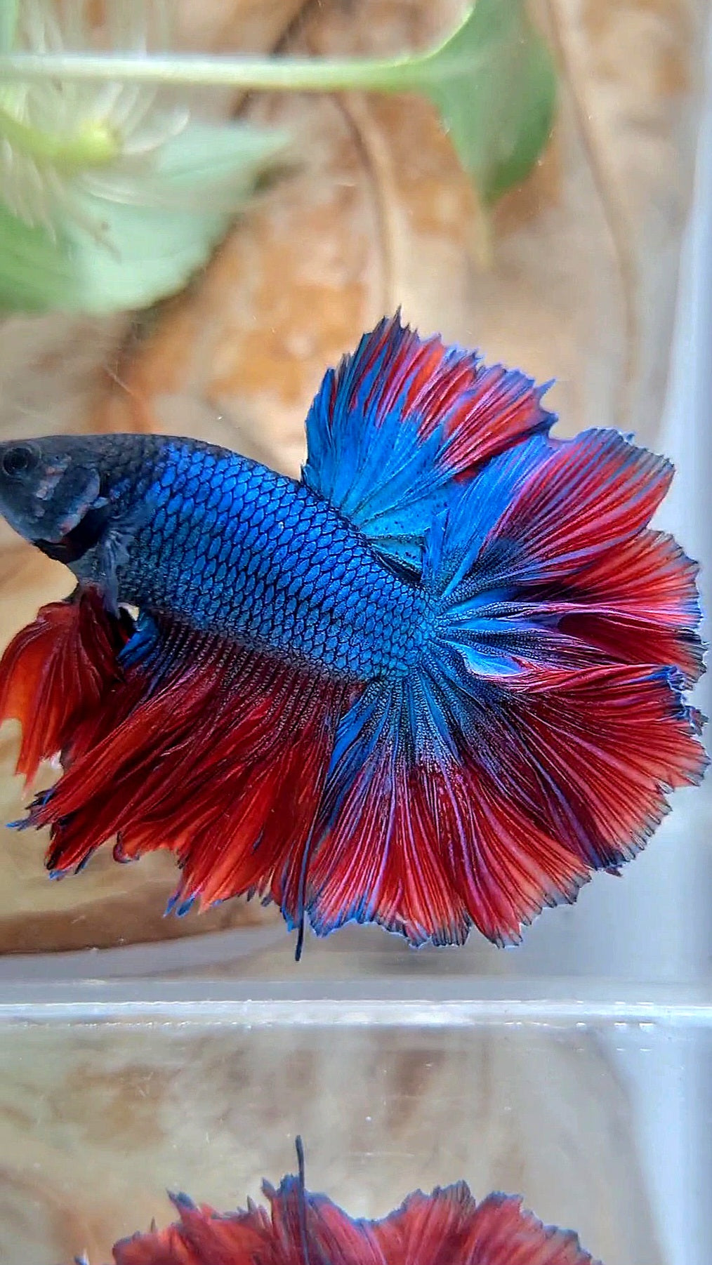 KING ROSETAIL HALFMOON BLUE RED BETTA FISH