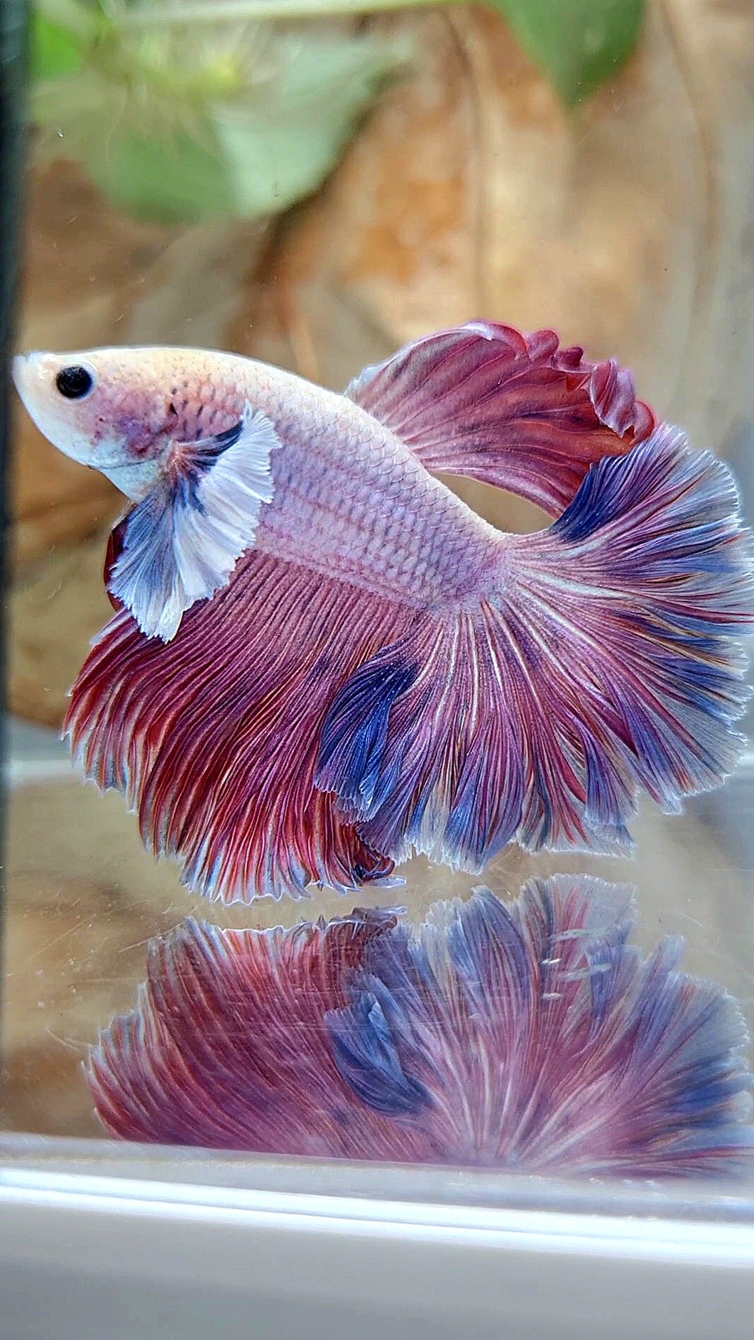 HALFMOON DUMBO EAR ROSETAIL PURPLE PINK GRIZZLE BETTA FISH