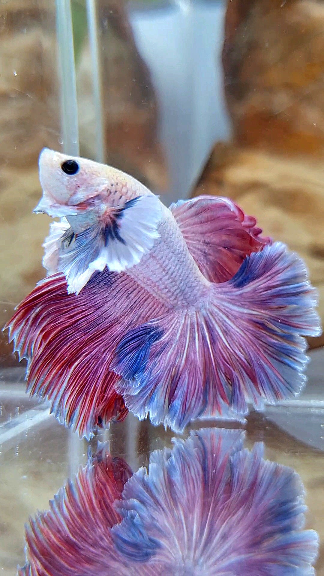 HALFMOON DUMBO EAR ROSETAIL PURPLE PINK GRIZZLE BETTA FISH
