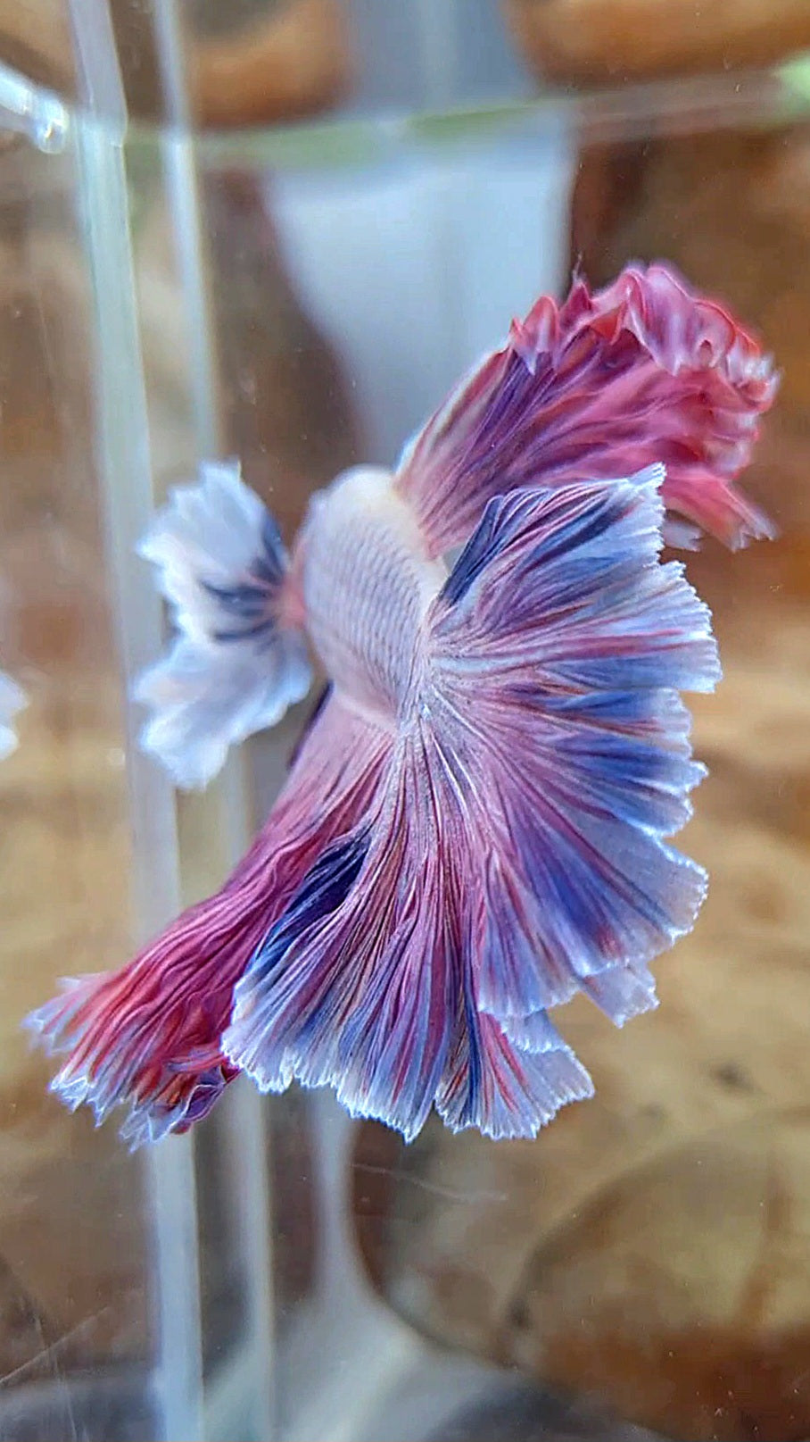 HALFMOON DUMBO EAR ROSETAIL PURPLE PINK GRIZZLE BETTA FISH