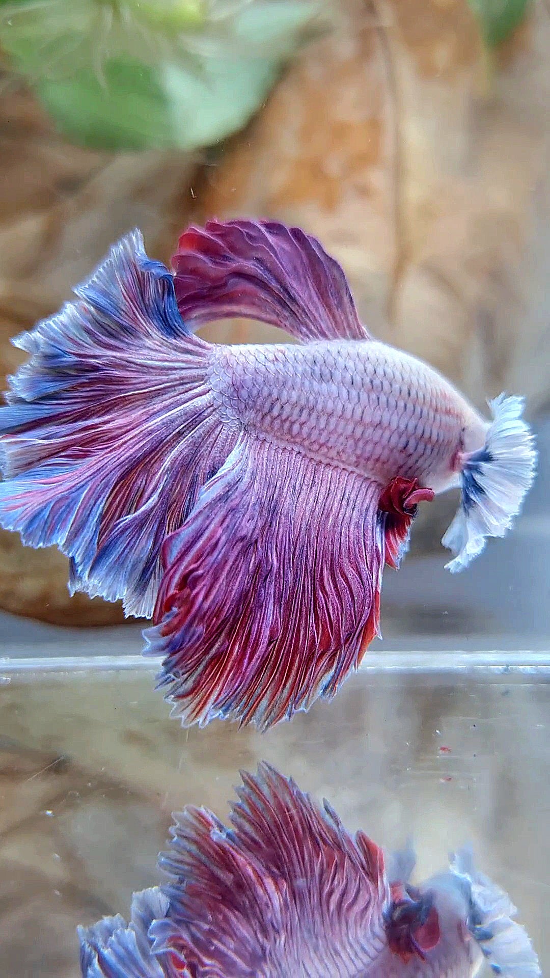 HALFMOON DUMBO EAR ROSETAIL PURPLE PINK GRIZZLE BETTA FISH