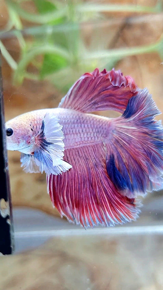 HALFMOON DUMBO EAR ROSETAIL PURPLE PINK GRIZZLE BETTA FISH