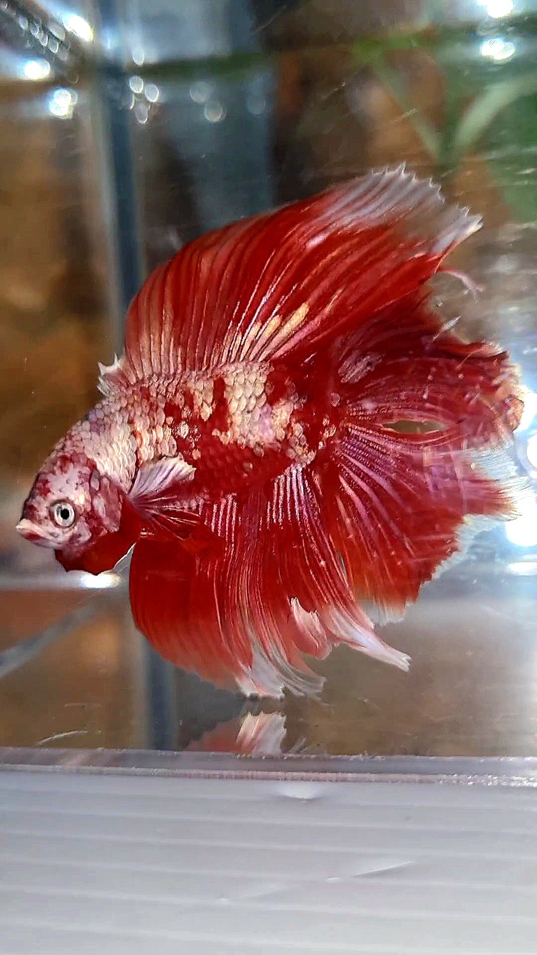 HALFMOON DOUBLE TAIL BIG EAR RED GOLD GALAXY RGG SNOW BETTA FISH