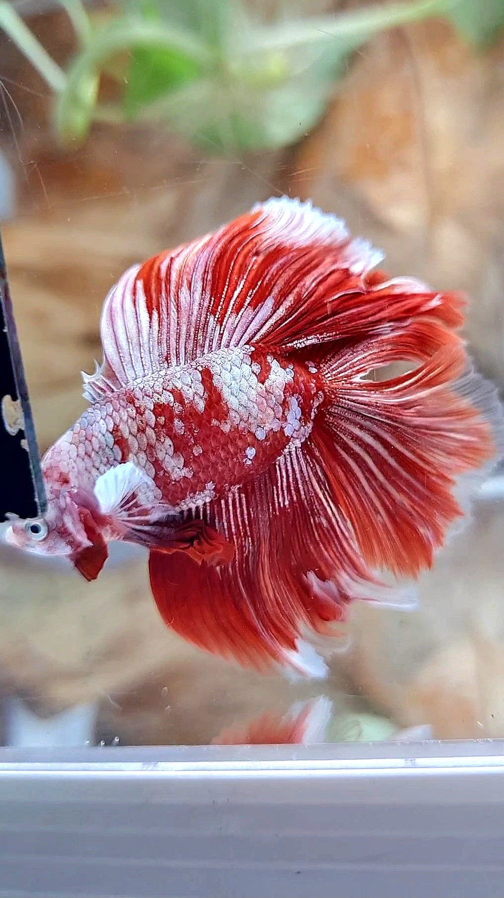 HALFMOON DOUBLE TAIL BIG EAR RED GOLD GALAXY RGG SNOW BETTA FISH