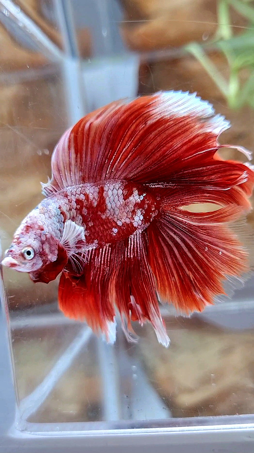HALFMOON DOUBLE TAIL BIG EAR RED GOLD GALAXY RGG SNOW BETTA FISH