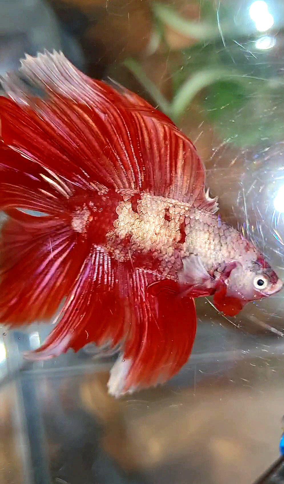 HALFMOON DOUBLE TAIL BIG EAR RED GOLD GALAXY RGG SNOW BETTA FISH