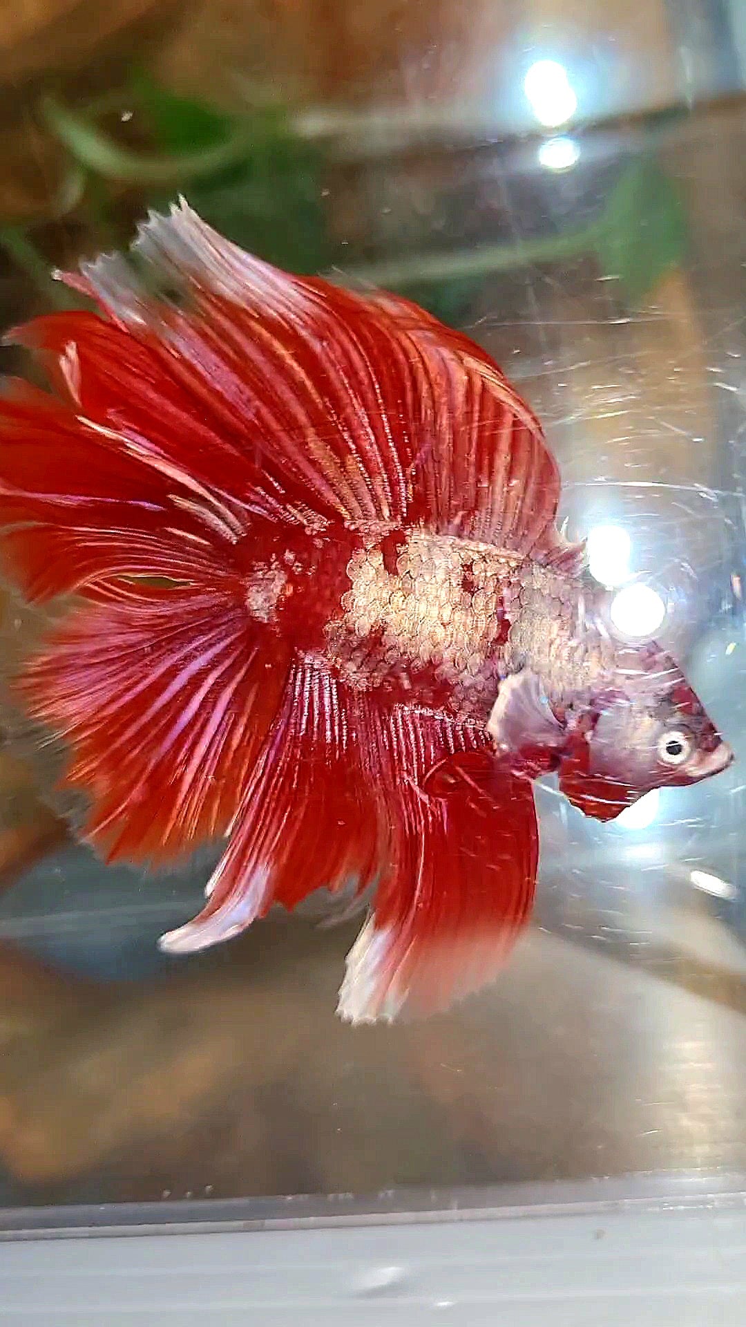 HALFMOON DOUBLE TAIL BIG EAR RED GOLD GALAXY RGG SNOW BETTA FISH