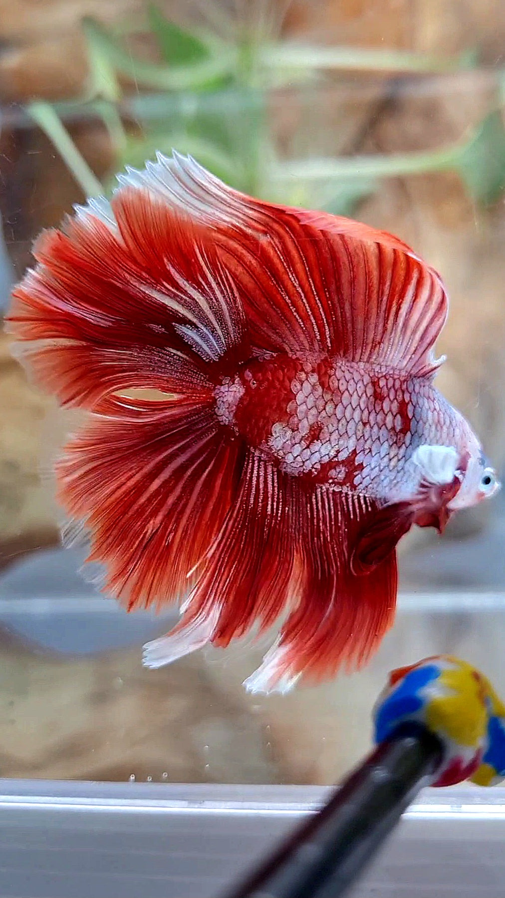 HALFMOON DOUBLE TAIL BIG EAR RED GOLD GALAXY RGG SNOW BETTA FISH