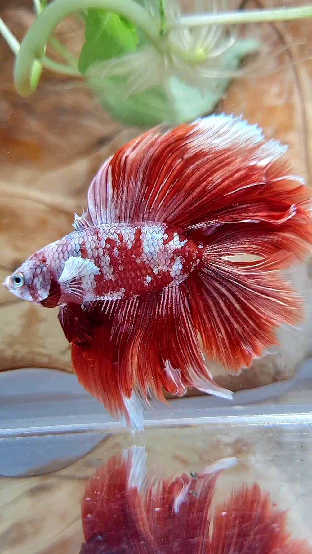 HALFMOON DOUBLE TAIL BIG EAR RED GOLD GALAXY RGG SNOW BETTA FISH