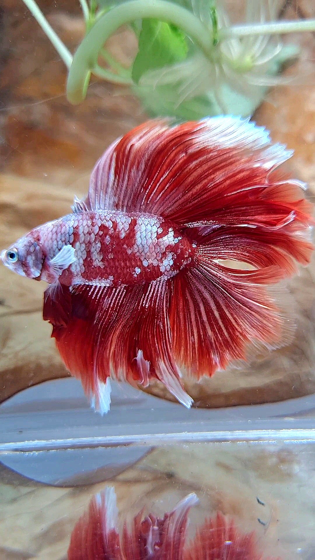 HALFMOON DOUBLE TAIL BIG EAR RED GOLD GALAXY RGG SNOW BETTA FISH