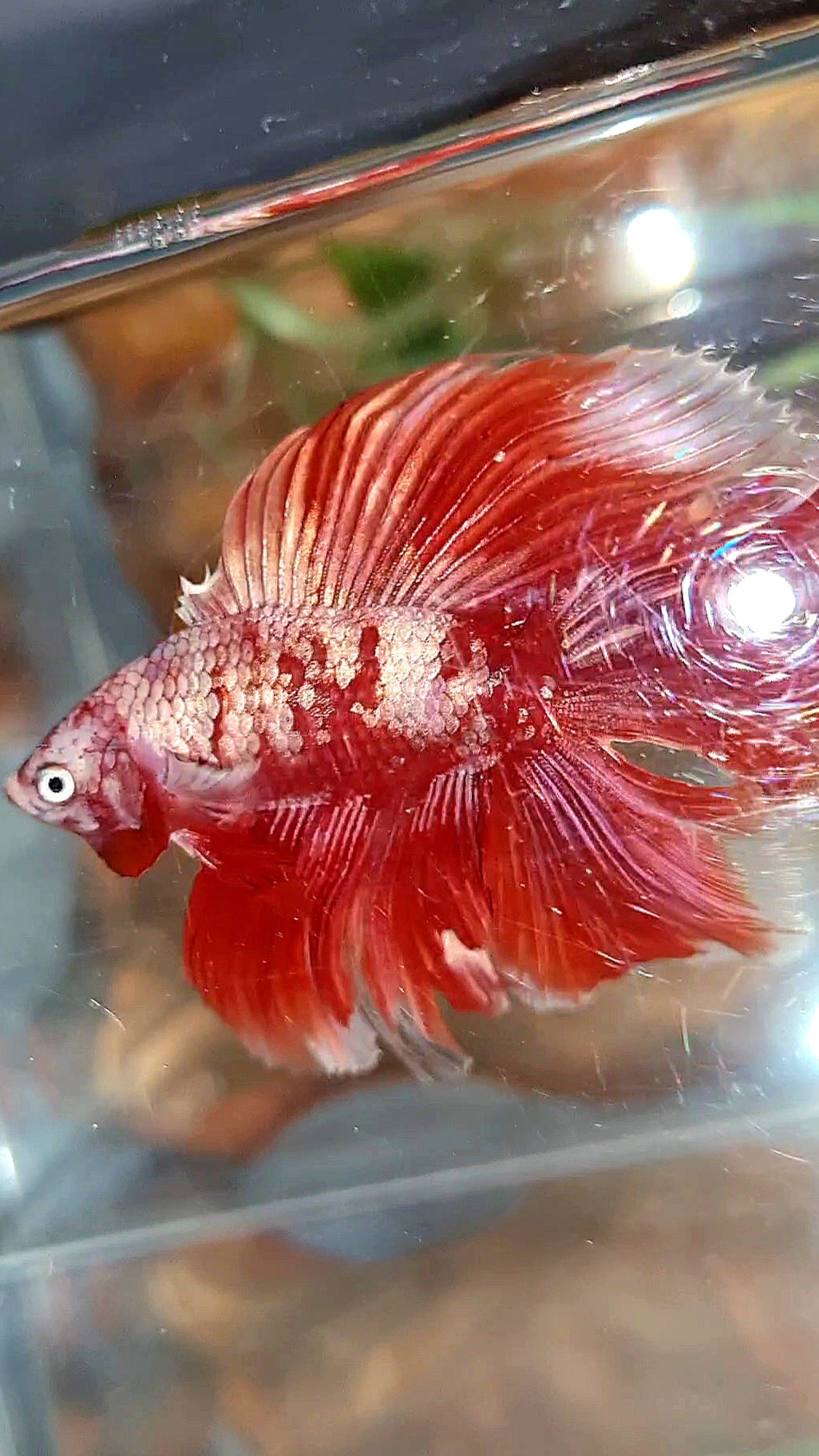 HALFMOON DOUBLE TAIL BIG EAR RED GOLD GALAXY RGG SNOW BETTA FISH