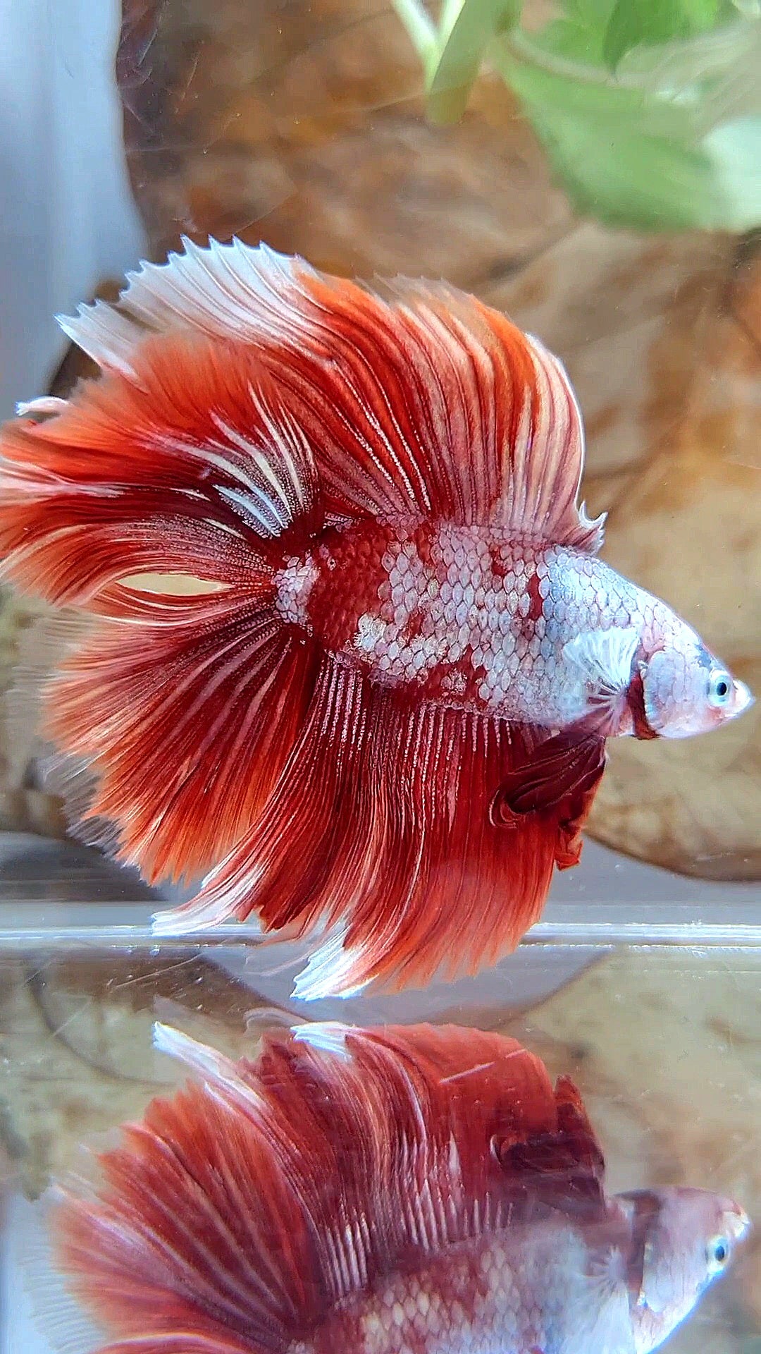 HALFMOON DOUBLE TAIL BIG EAR RED GOLD GALAXY RGG SNOW BETTA FISH