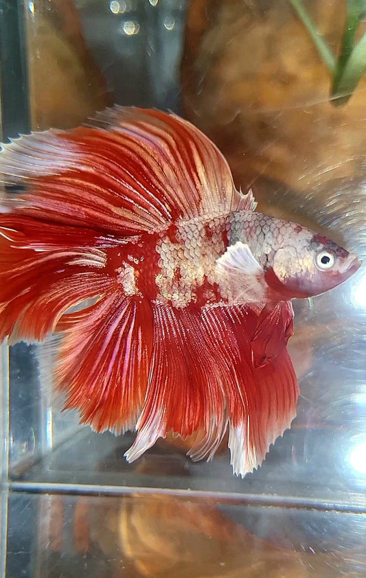 HALFMOON DOUBLE TAIL BIG EAR RED GOLD GALAXY RGG SNOW BETTA FISH