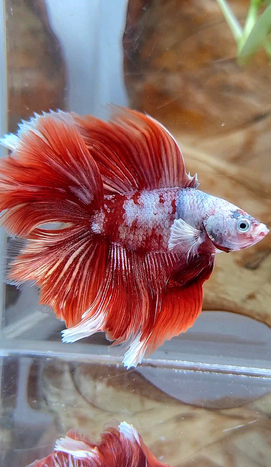 HALFMOON DOUBLE TAIL BIG EAR RED GOLD GALAXY RGG SNOW BETTA FISH