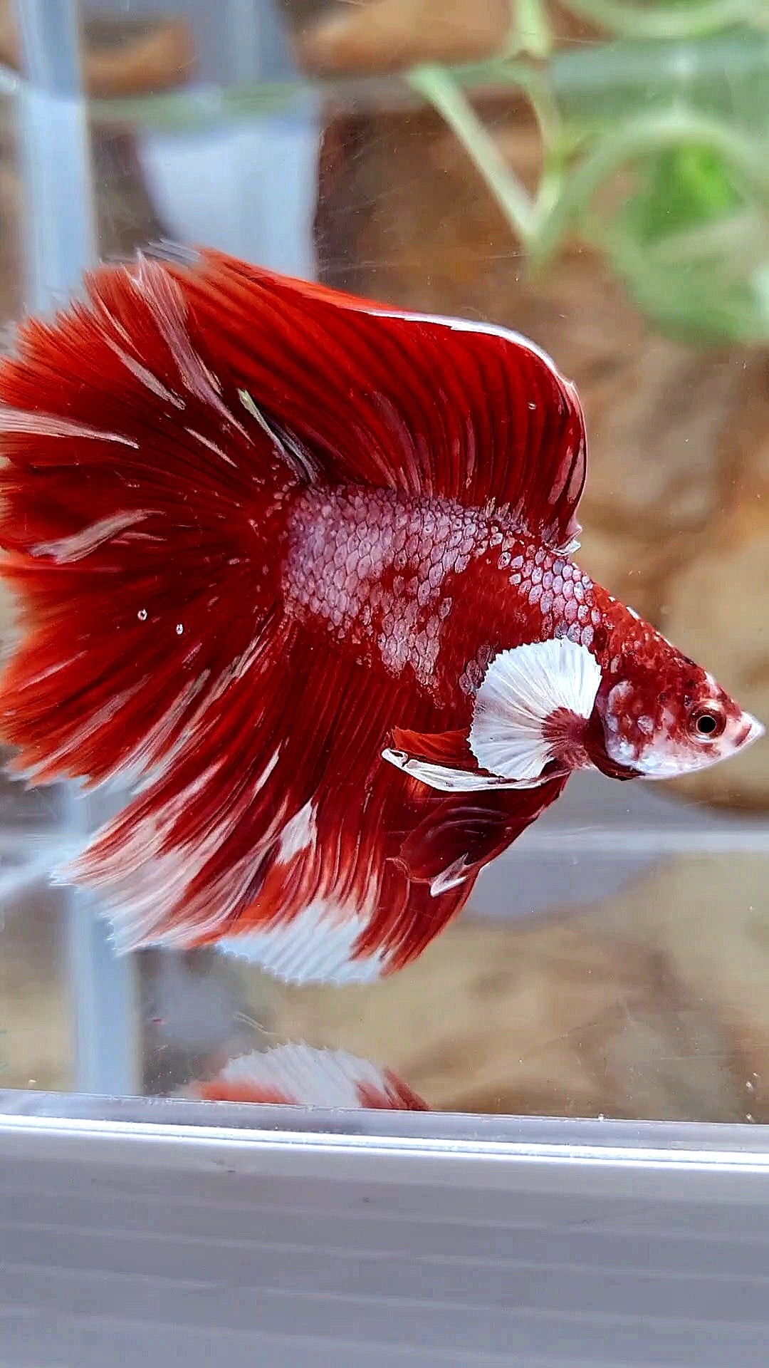 LUXURY HALFMOON BIG EAR DOUBLE TAIL LINE RED GOLD GALAXY RGG WHITE BETTA FISH