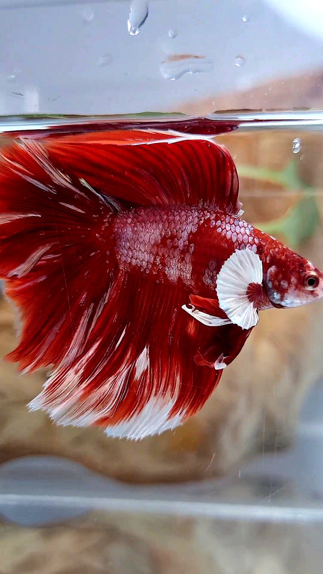 LUXURY HALFMOON BIG EAR DOUBLE TAIL LINE RED GOLD GALAXY RGG WHITE BETTA FISH