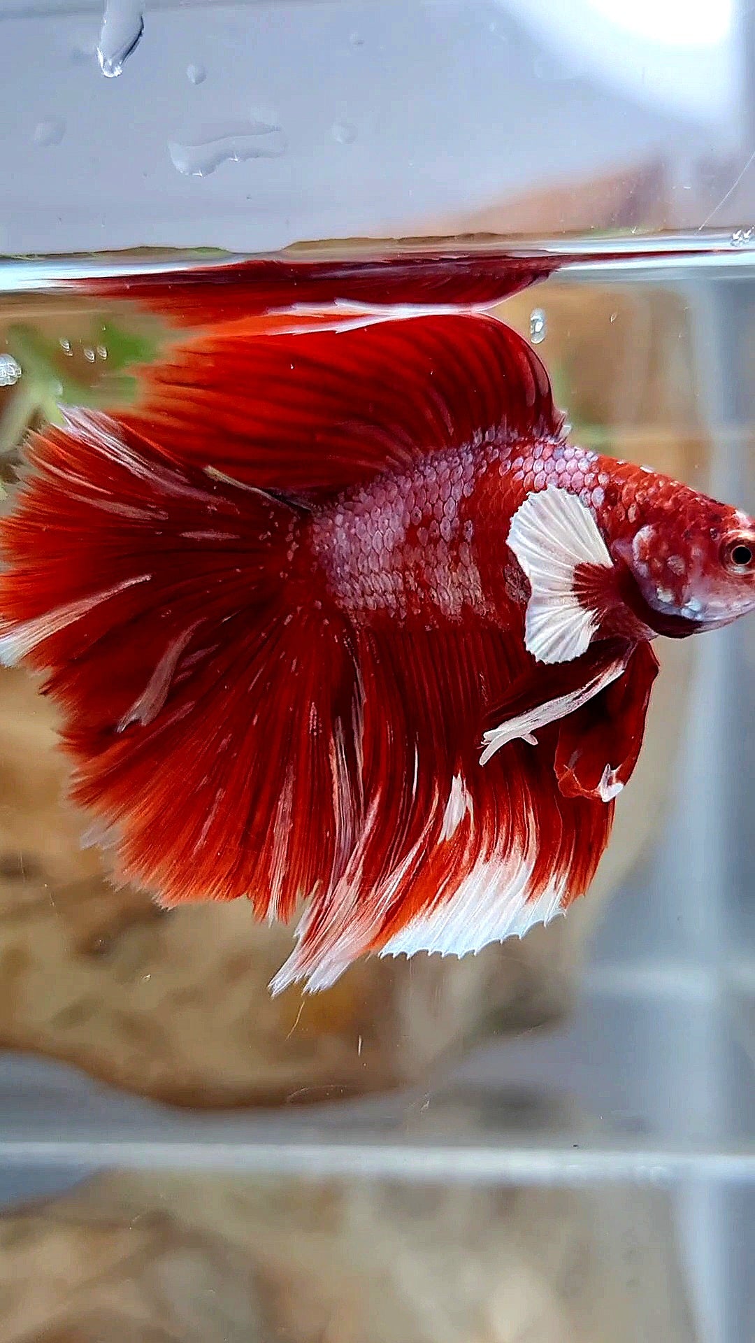 LUXURY HALFMOON BIG EAR DOUBLE TAIL LINE RED GOLD GALAXY RGG WHITE BETTA FISH