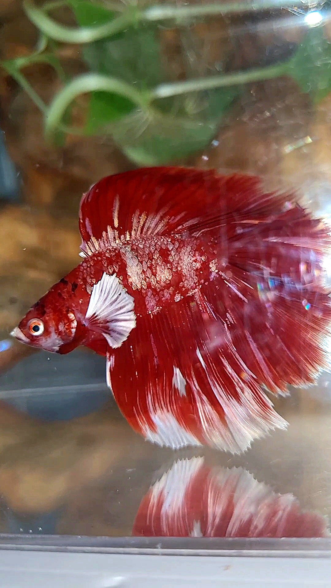 LUXURY HALFMOON BIG EAR DOUBLE TAIL LINE RED GOLD GALAXY RGG WHITE BETTA FISH