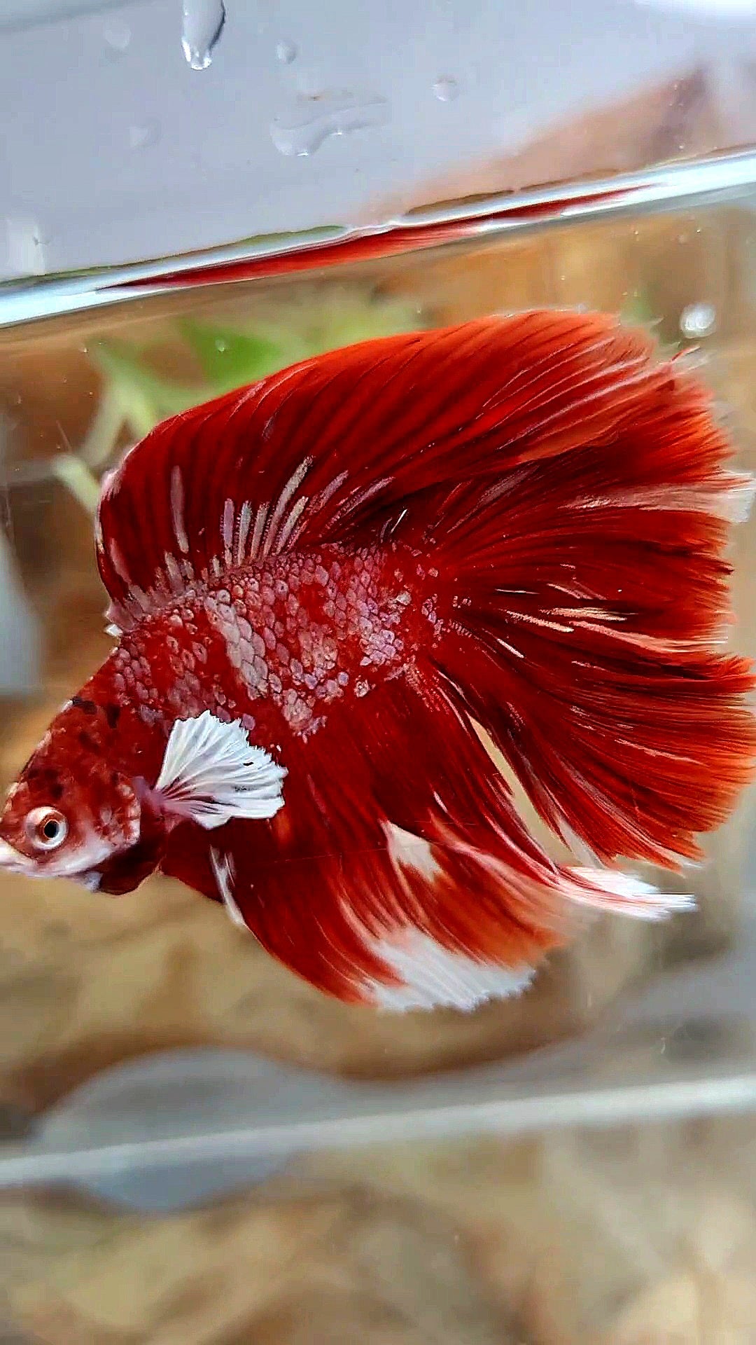 LUXURY HALFMOON BIG EAR DOUBLE TAIL LINE RED GOLD GALAXY RGG WHITE BETTA FISH