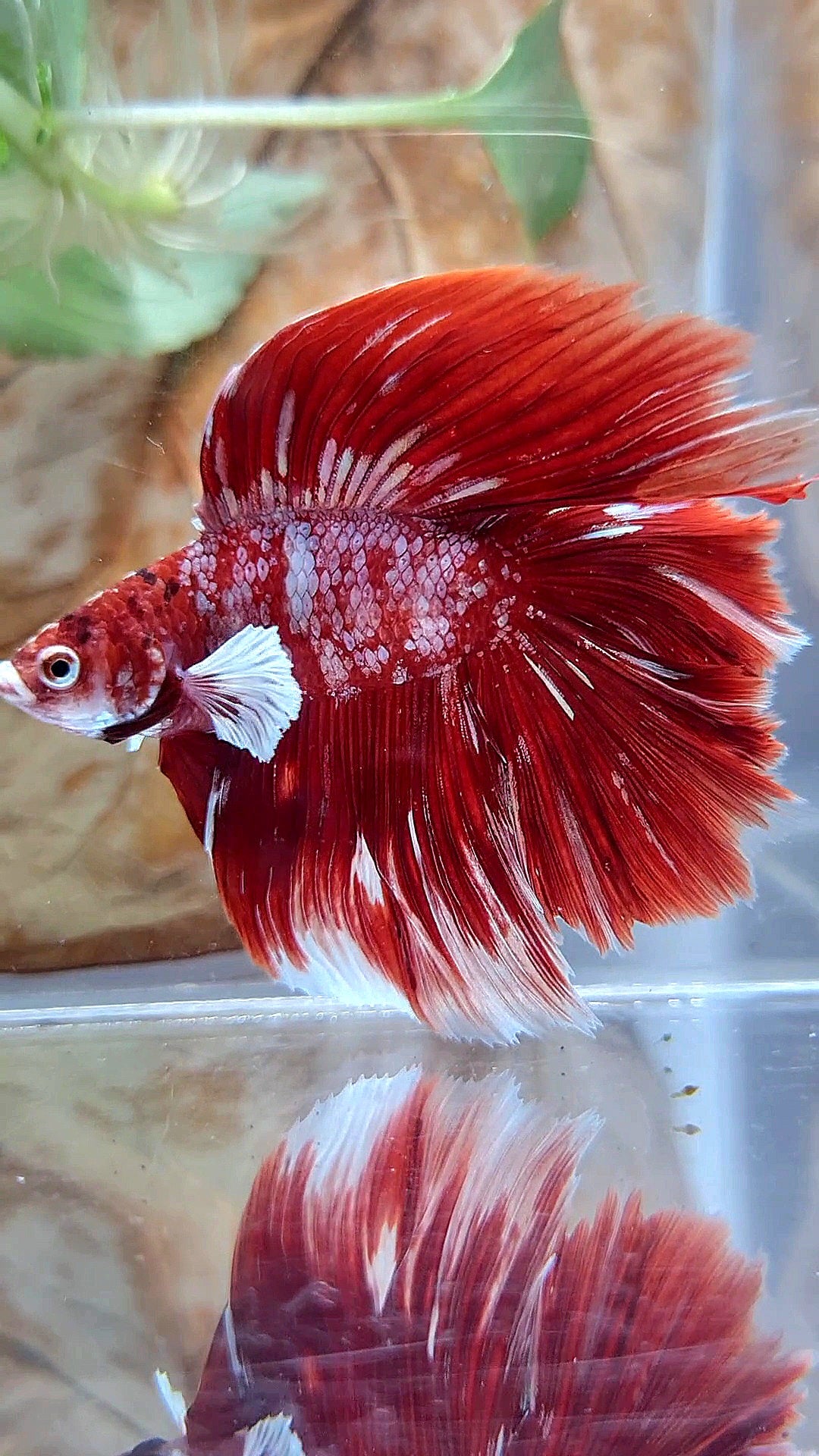 LUXURY HALFMOON BIG EAR DOUBLE TAIL LINE RED GOLD GALAXY RGG WHITE BETTA FISH