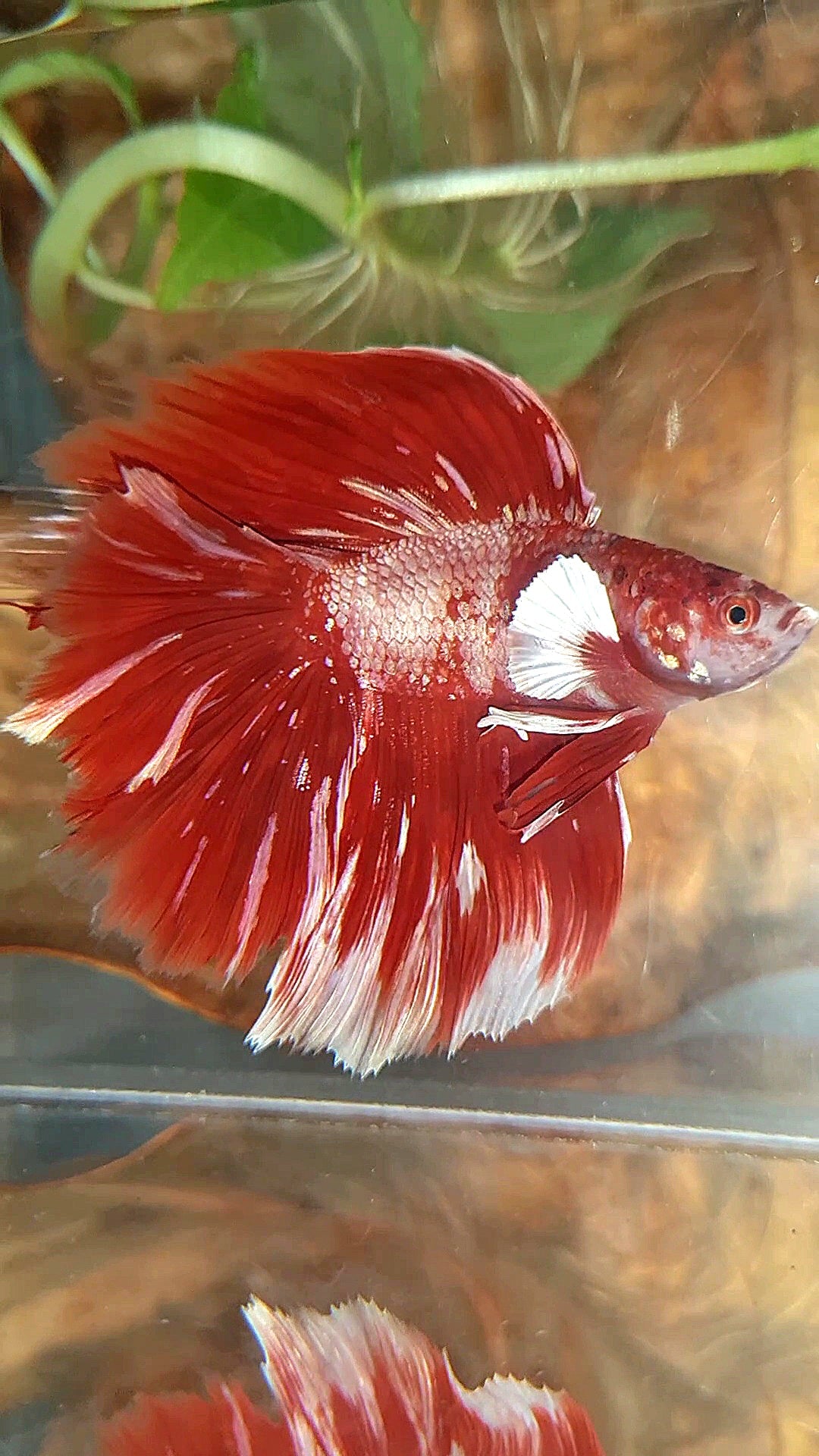 LUXURY HALFMOON BIG EAR DOUBLE TAIL LINE RED GOLD GALAXY RGG WHITE BETTA FISH