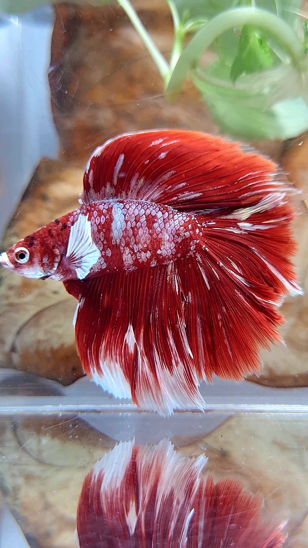 LUXURY HALFMOON BIG EAR DOUBLE TAIL LINE RED GOLD GALAXY RGG WHITE BETTA FISH