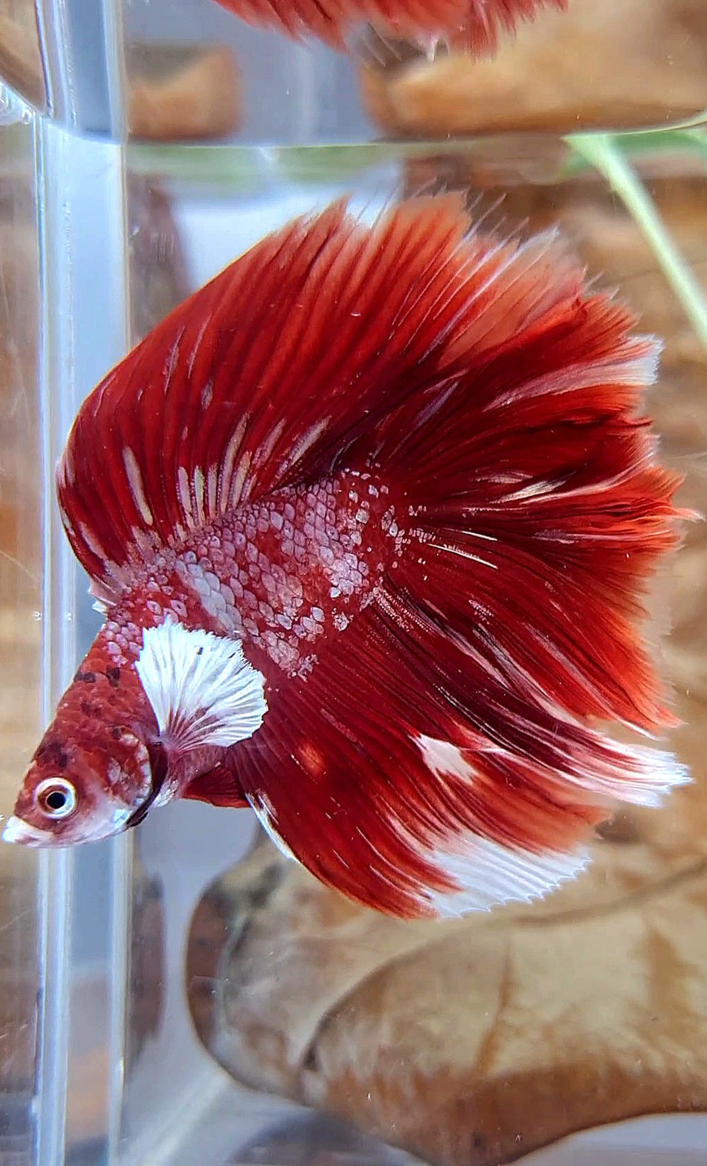 LUXURY HALFMOON BIG EAR DOUBLE TAIL LINE RED GOLD GALAXY RGG WHITE BETTA FISH