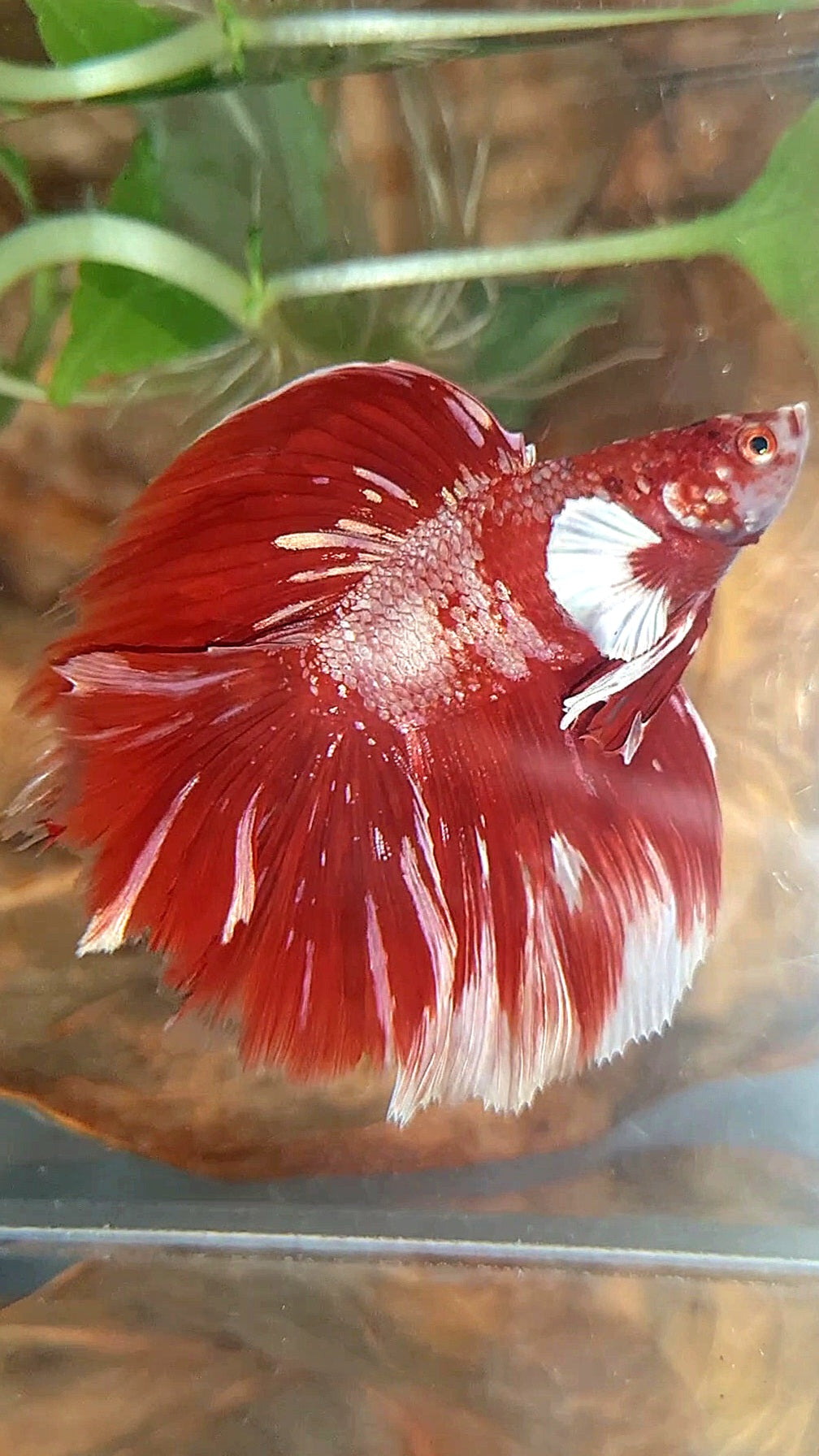 LUXURY HALFMOON BIG EAR DOUBLE TAIL LINE RED GOLD GALAXY RGG WHITE BETTA FISH