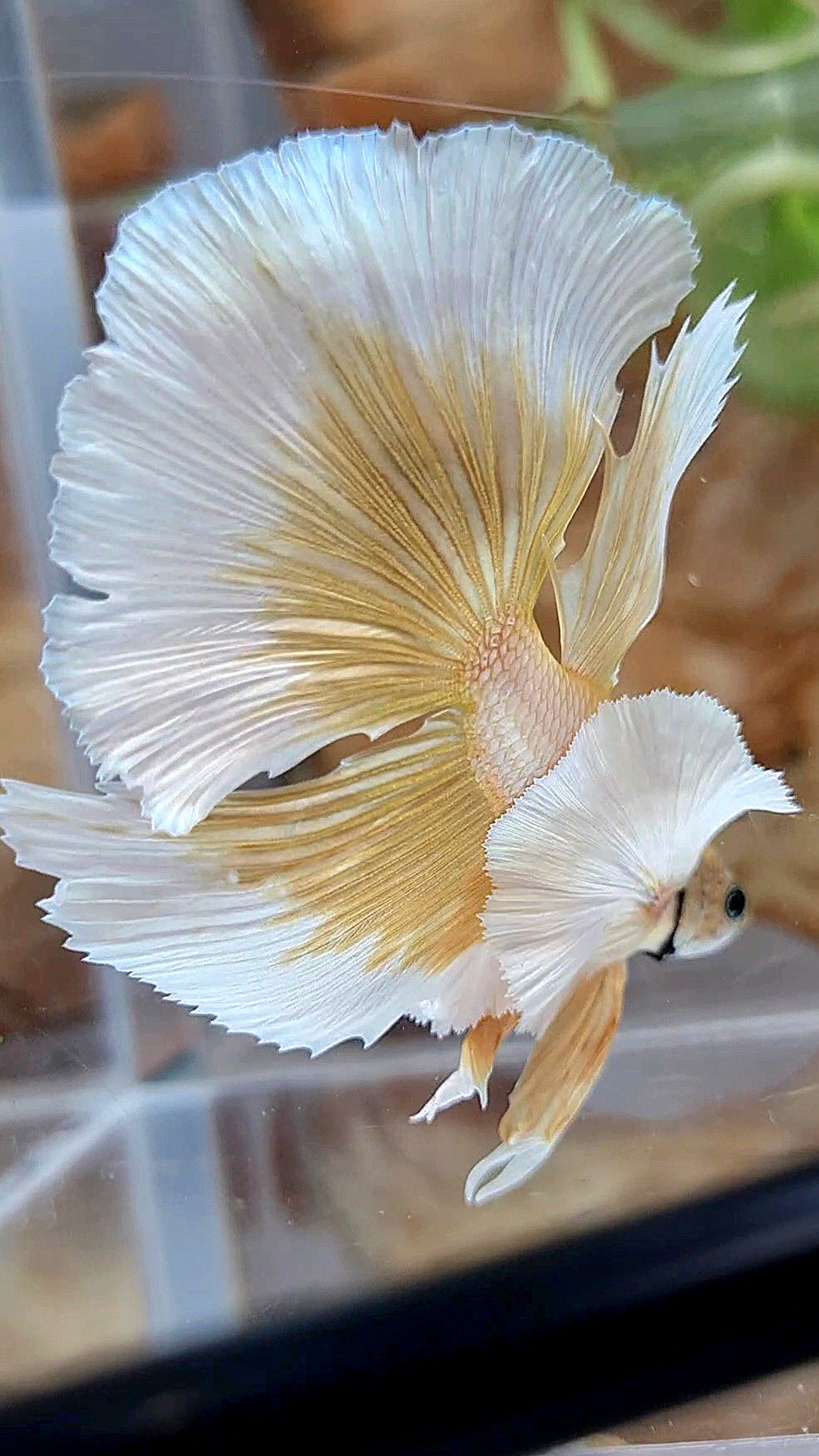 HALFMOON DUMBO EAR GOLD BUTTERFLY BETTA FISH