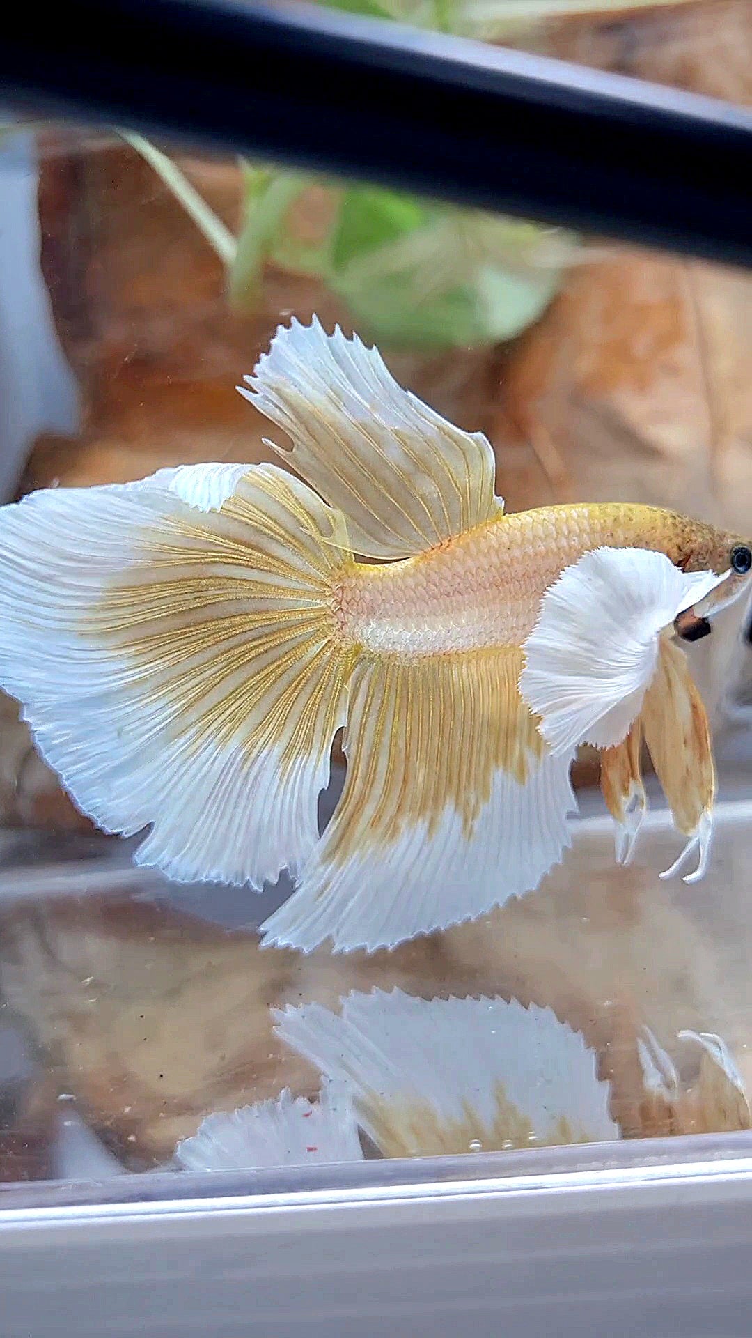 HALFMOON DUMBO EAR GOLD BUTTERFLY BETTA FISH