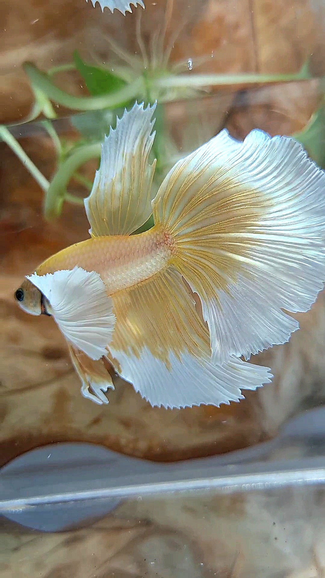 HALFMOON DUMBO EAR GOLD BUTTERFLY BETTA FISH