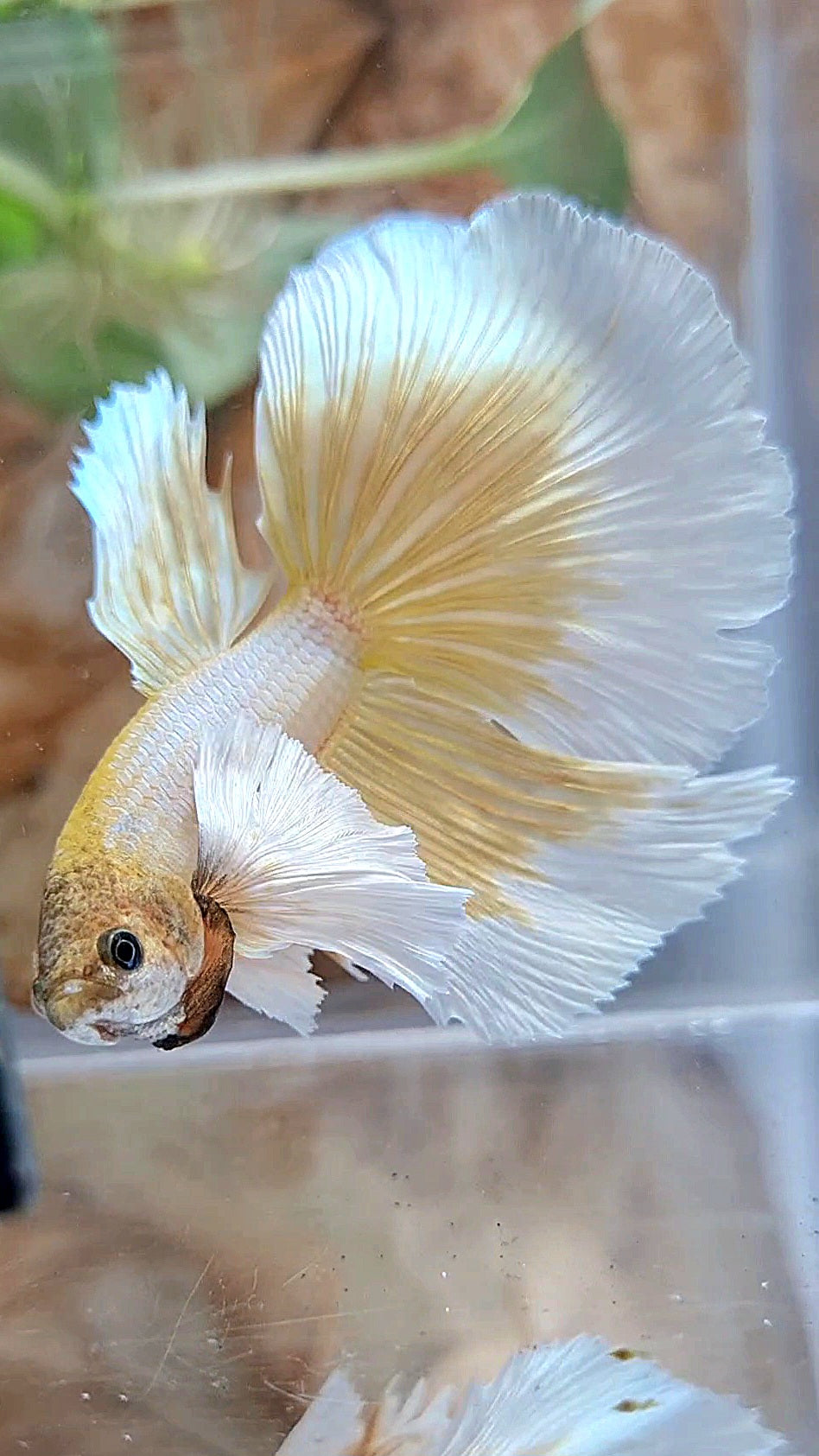 HALFMOON DUMBO EAR GOLD BUTTERFLY BETTA FISH