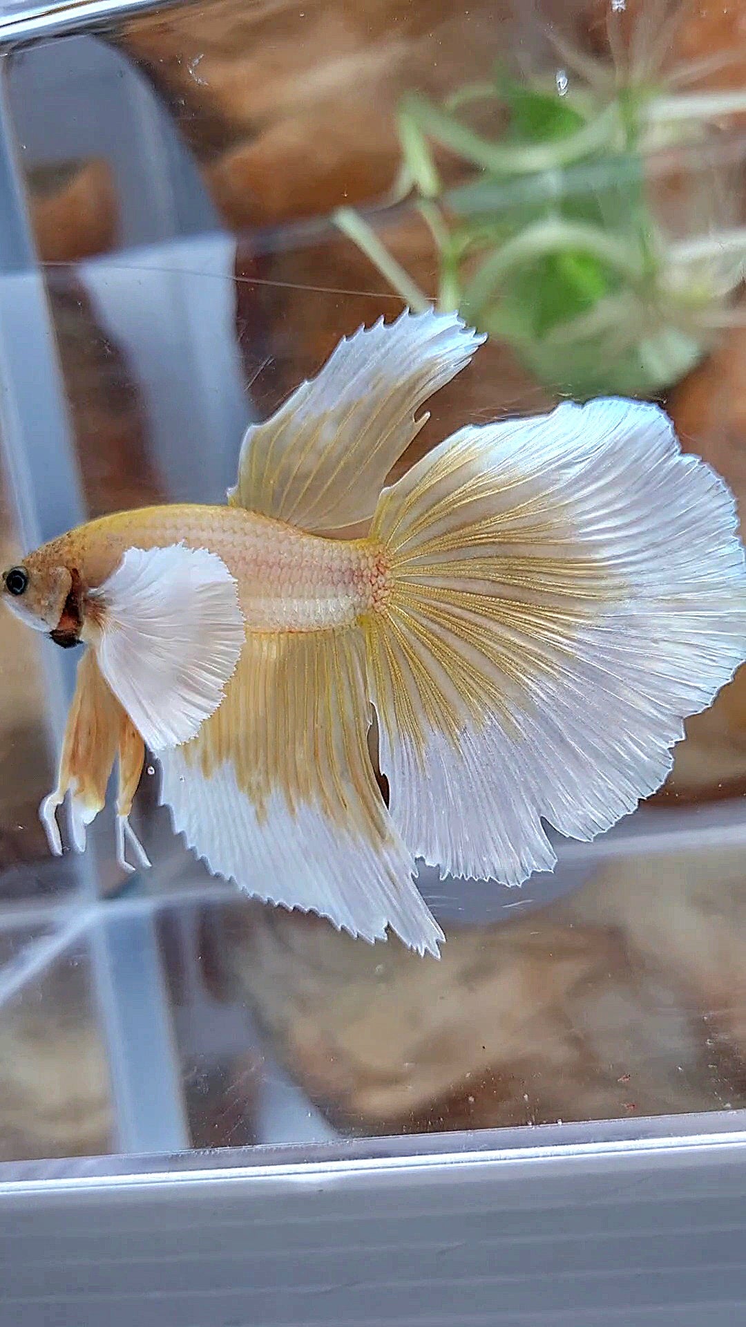 HALFMOON DUMBO EAR GOLD BUTTERFLY BETTA FISH