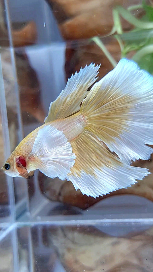 HALFMOON DUMBO EAR GOLD BUTTERFLY BETTA FISH