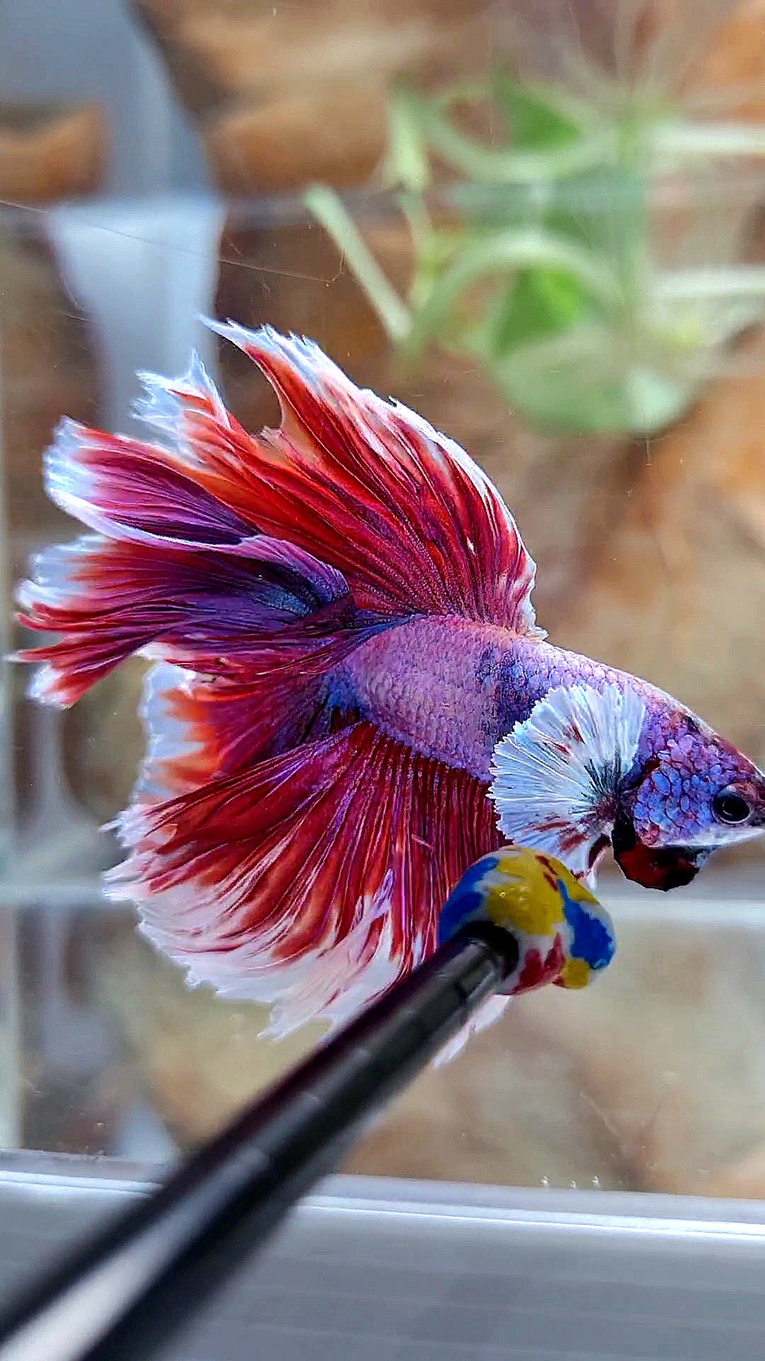 XL HALFMOON DOUBLE TAIL DUMBO EAR ROSETAIL RED PURPLE MAGENTA BETTA FISH