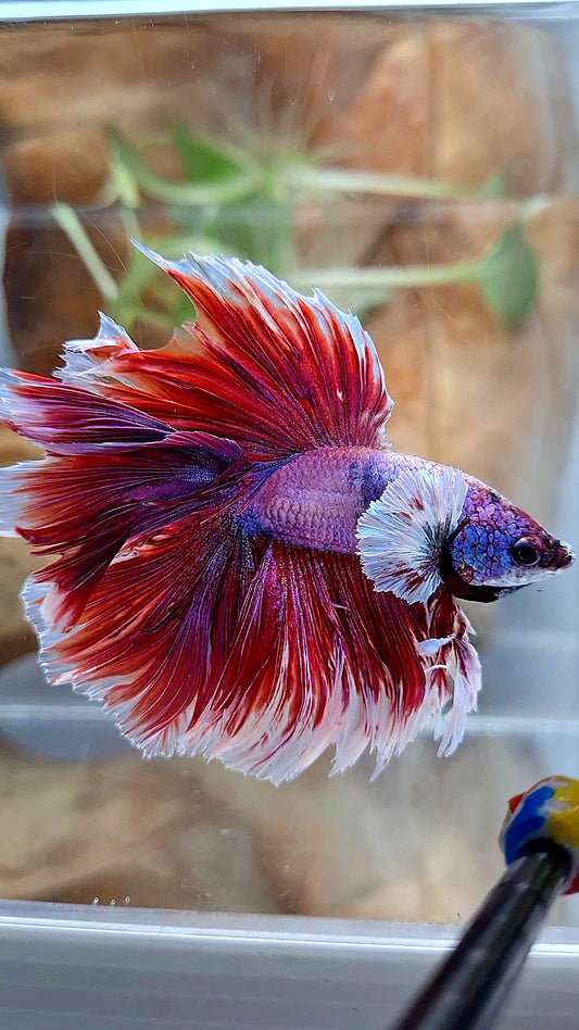XL HALFMOON DOUBLE TAIL DUMBO EAR ROSETAIL RED PURPLE MAGENTA BETTA FISH