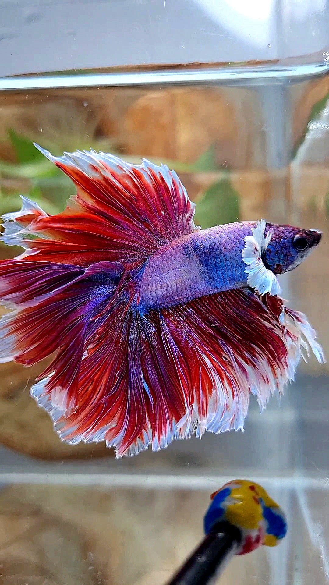 XL HALFMOON DOUBLE TAIL DUMBO EAR ROSETAIL RED PURPLE MAGENTA BETTA FISH