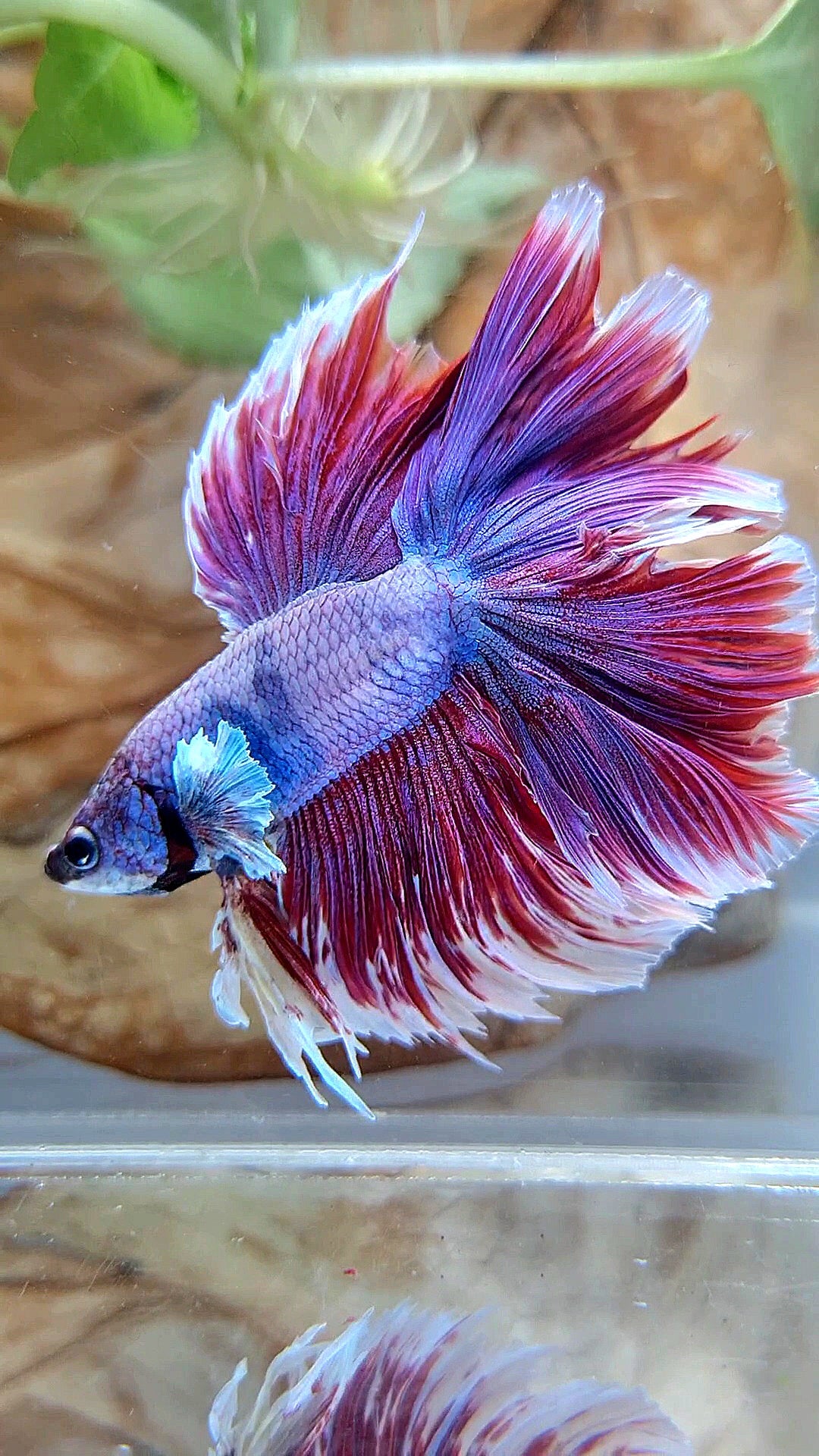XL HALFMOON DOUBLE TAIL DUMBO EAR ROSETAIL RED PURPLE MAGENTA BETTA FISH