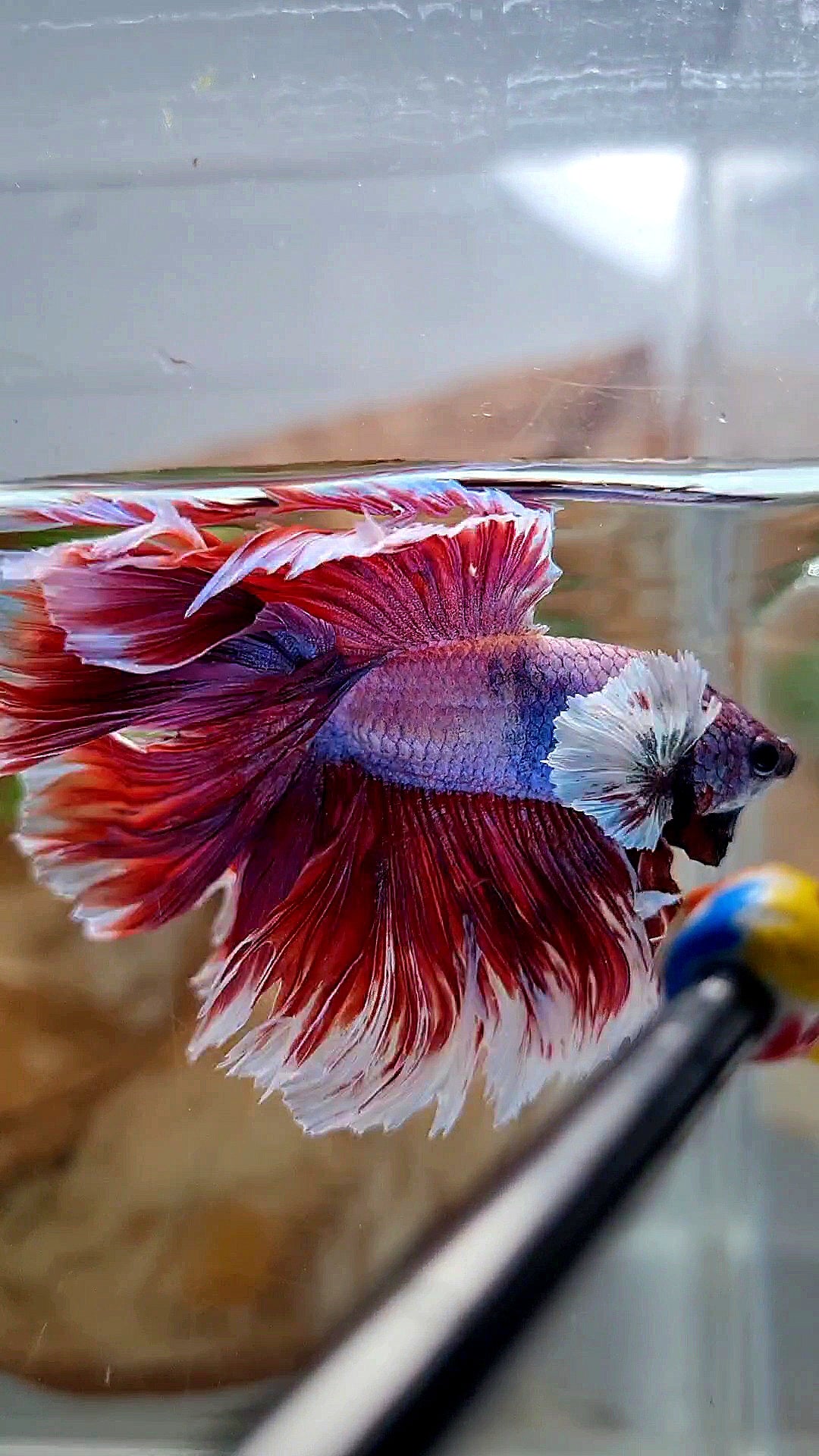XL HALFMOON DOUBLE TAIL DUMBO EAR ROSETAIL RED PURPLE MAGENTA BETTA FISH