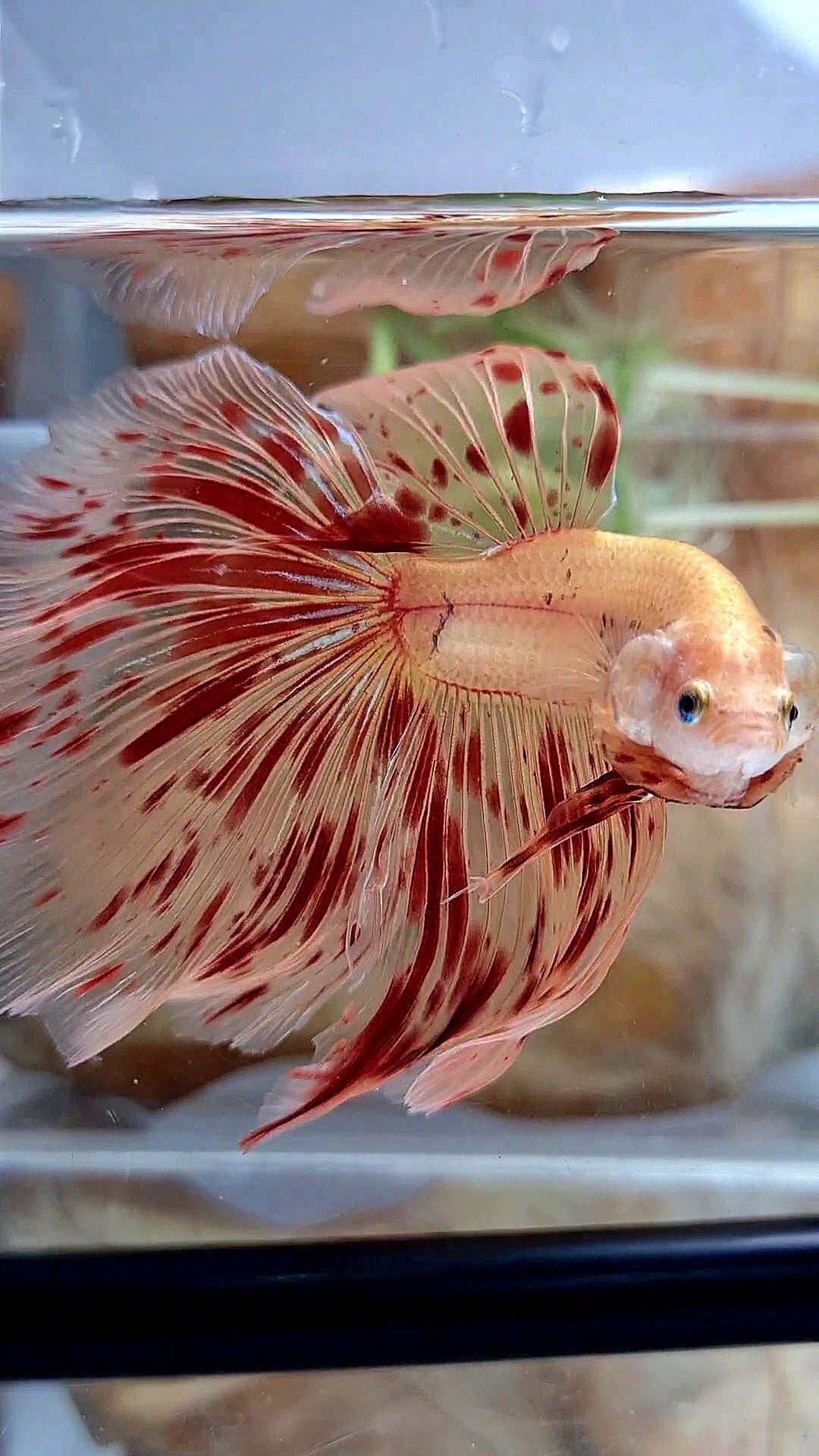 LUXURY XL HALFMOON OVERTAIL ROSETAIL SUPER ARMAGEDDON FIRE BETTA FISH